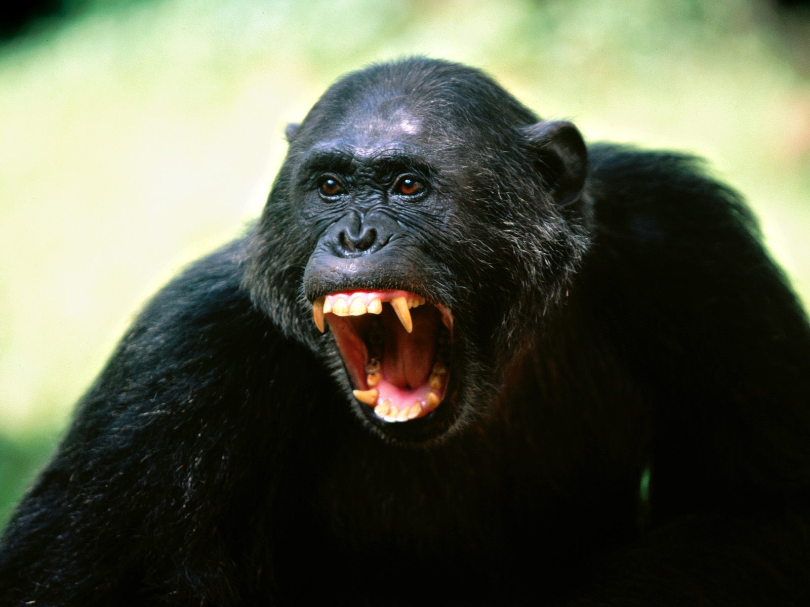 Дикий шимпанзе. Обезьяна. Агрессивная обезьяна. Бешеная обезьяна.