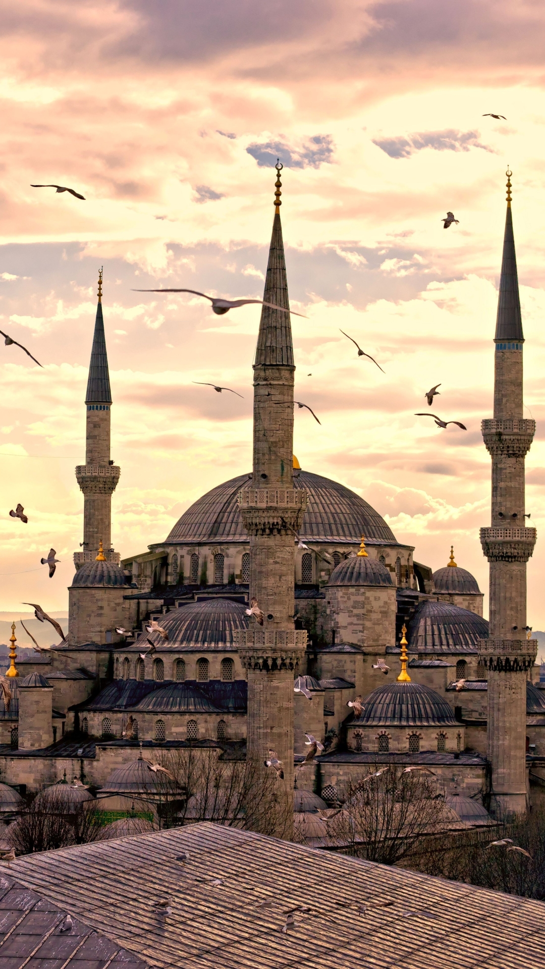 1113581 Hintergrundbild herunterladen religiös, süleymaniye moschee, istanbul, möwe, seemöve, truthahn, türkei, moscheen - Bildschirmschoner und Bilder kostenlos
