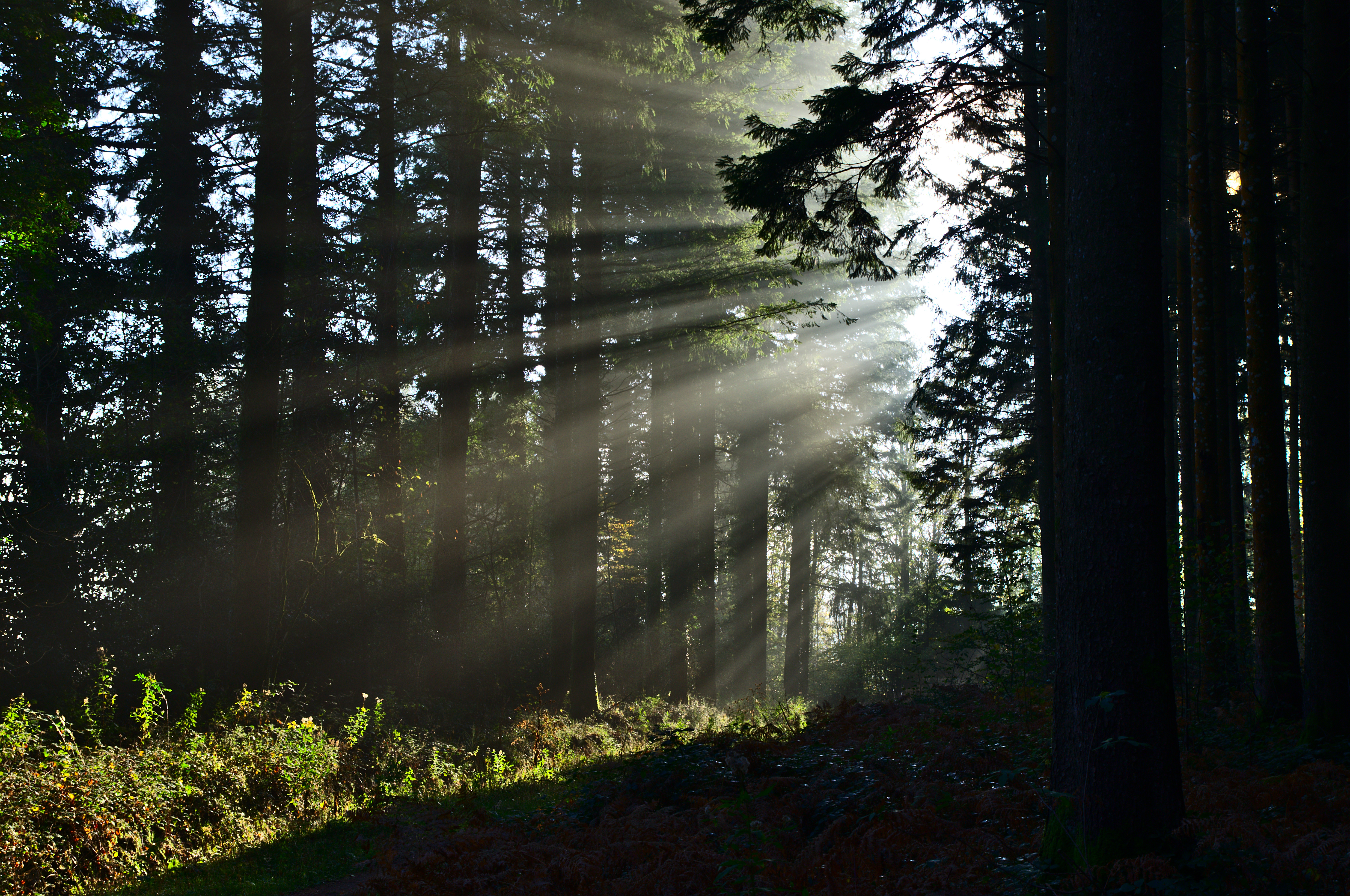 forest, sun, trees, nature, summer, beams, rays