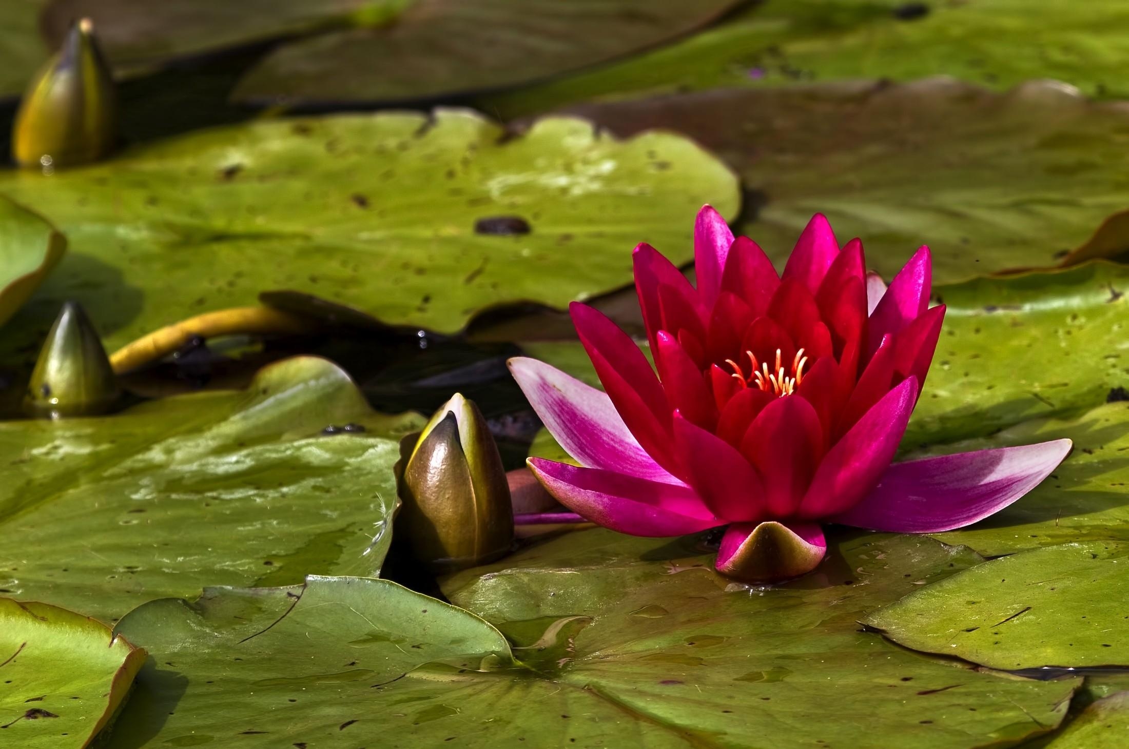 Download mobile wallpaper Close Up, Water, Leaves, Buds, Flowers, Water Lily for free.