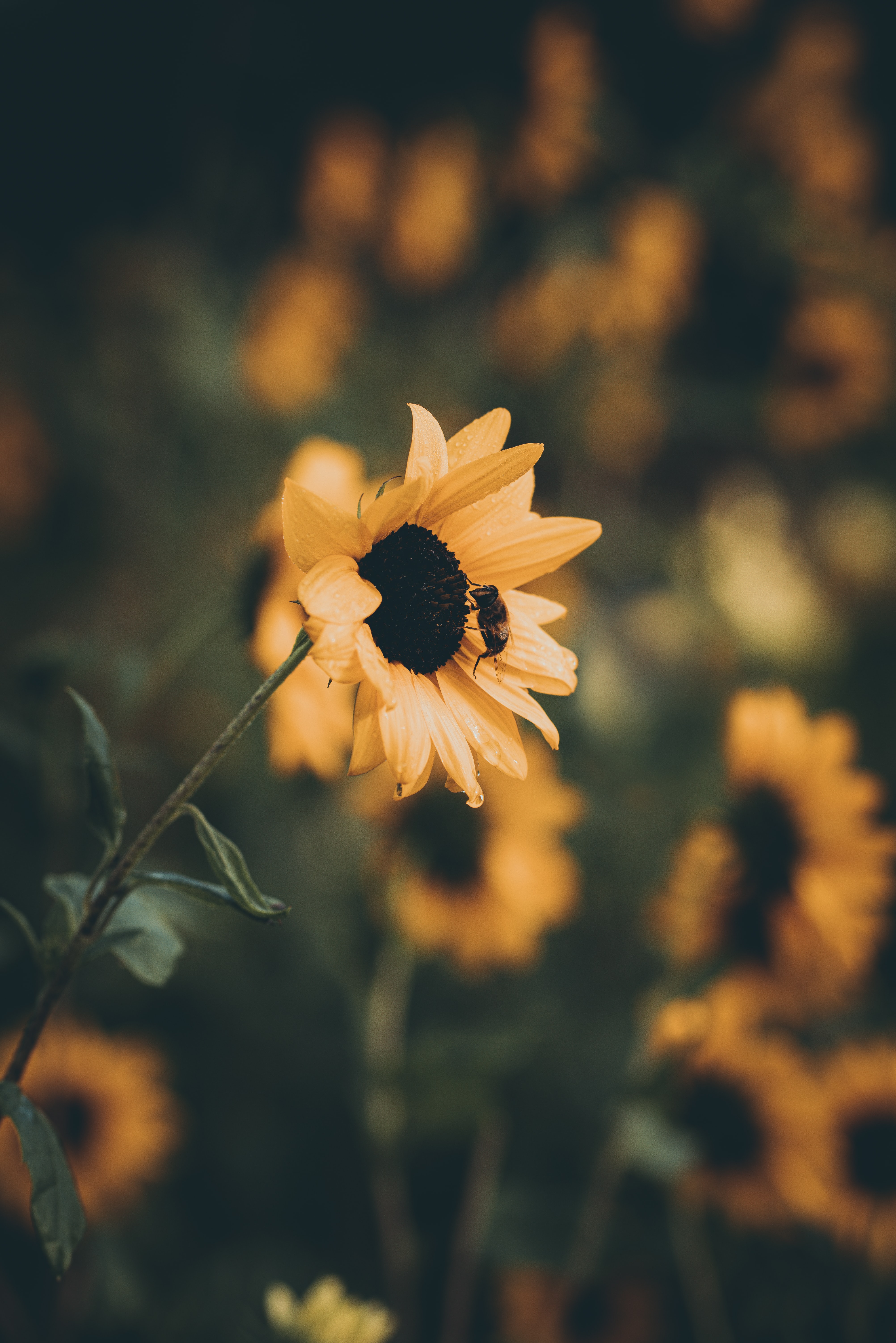 Laden Sie das Blume, Blütenblätter, Biene, Sonnenblume, Blumen-Bild kostenlos auf Ihren PC-Desktop herunter