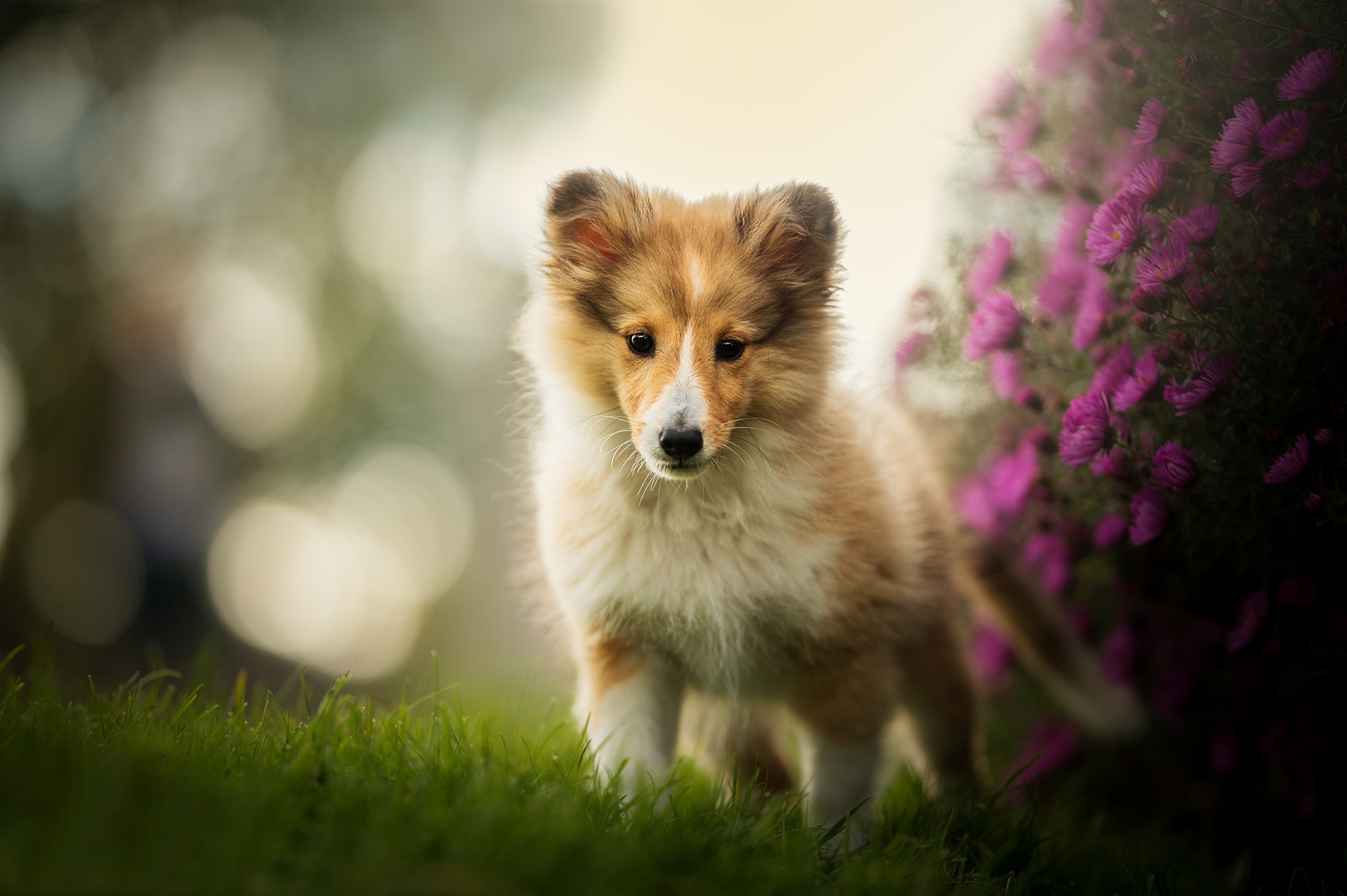 animal, shetland sheepdog, baby animal, bokeh, depth of field, dog, puppy, purple flower, dogs 4K Ultra