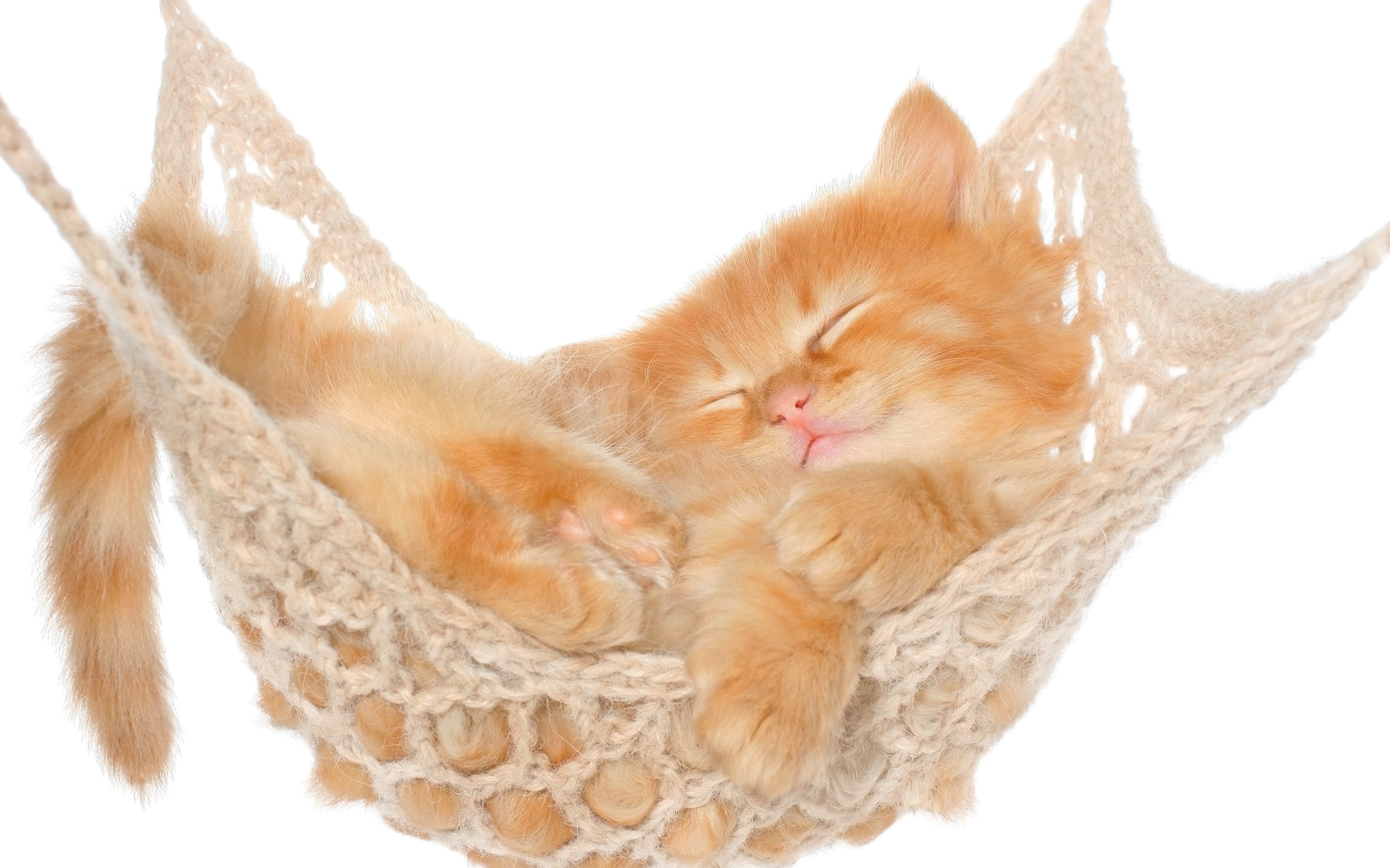 cute, animal, cat, hammock, kitten, cats