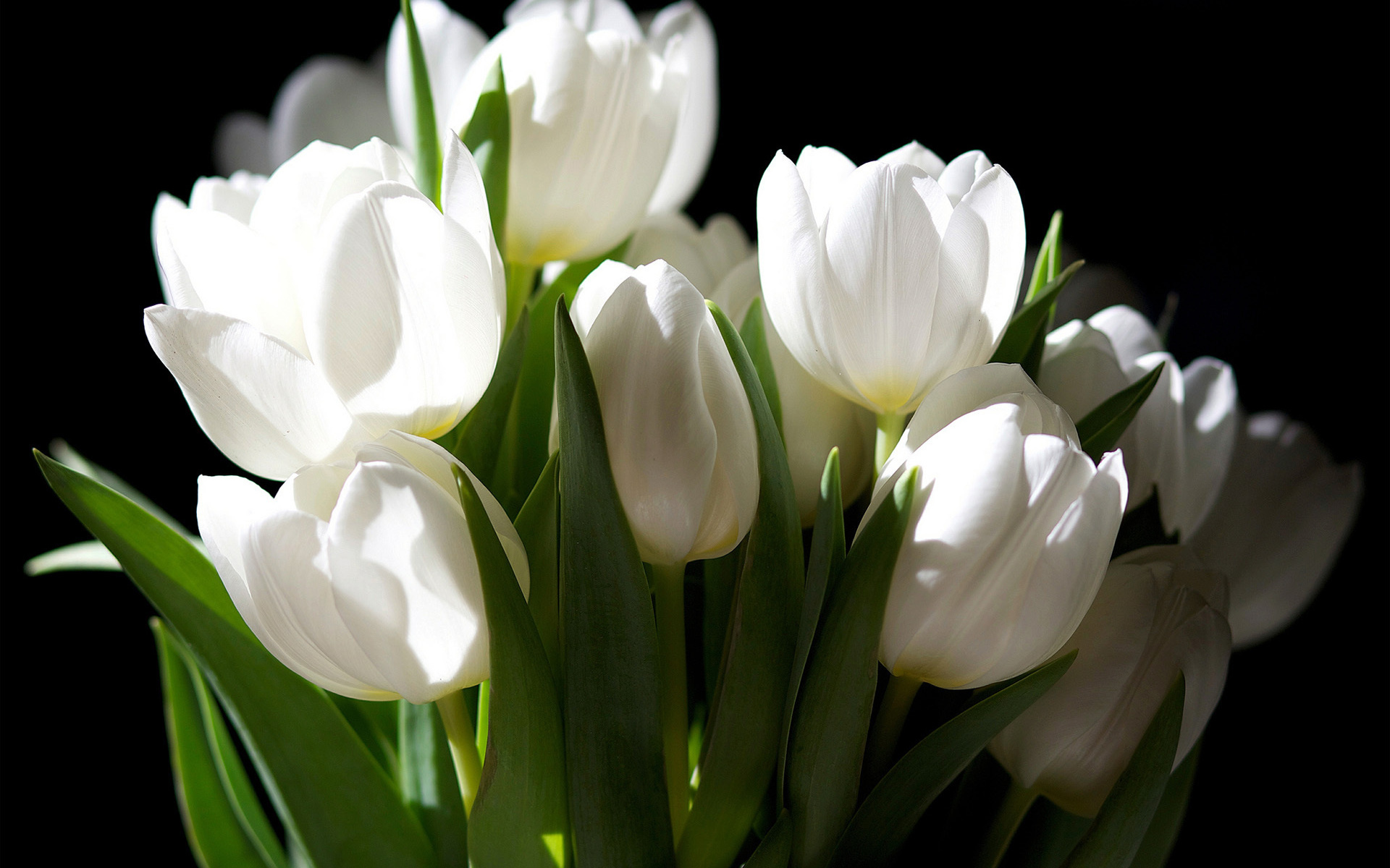 46411 завантажити шпалери тюльпани, квіти, рослини - заставки і картинки безкоштовно