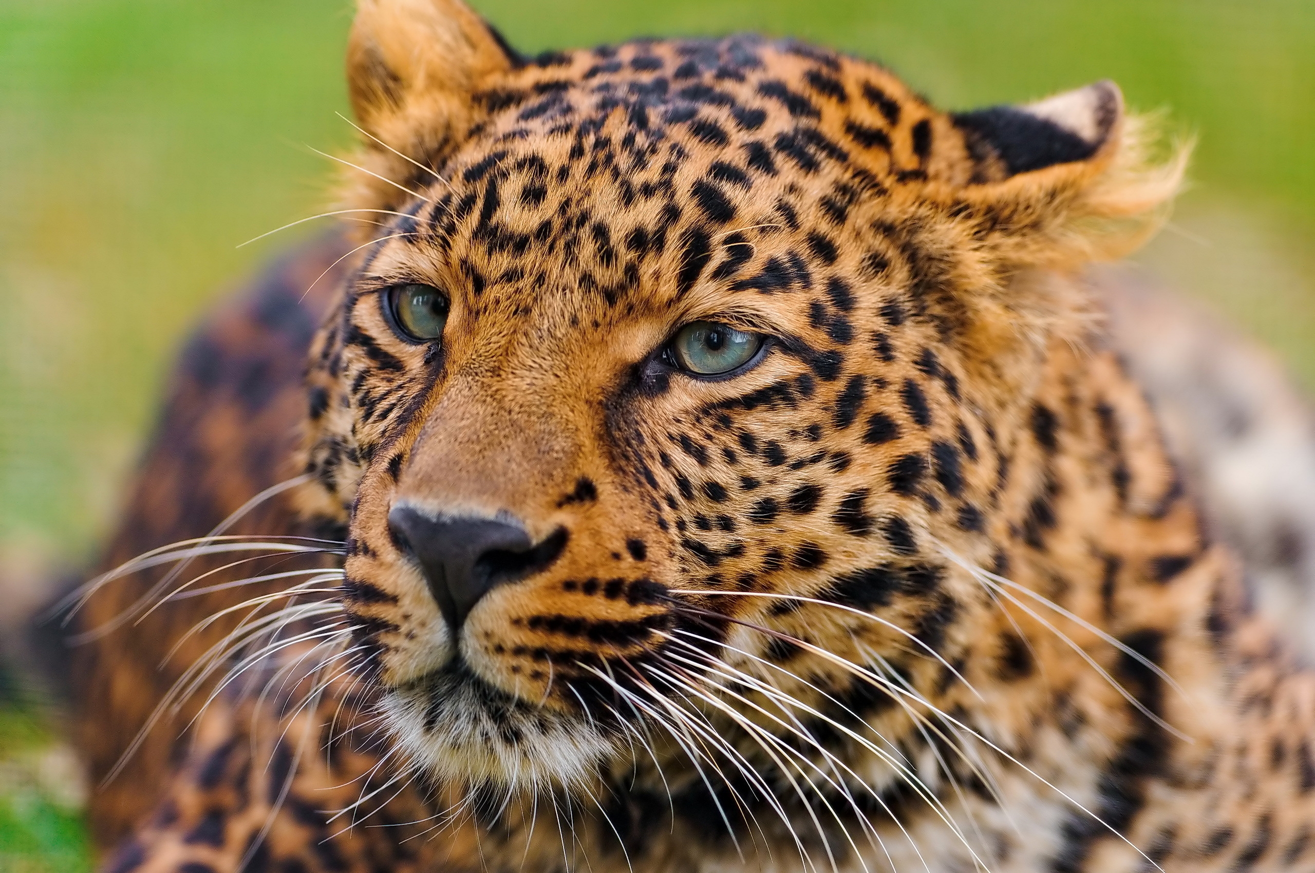 Download mobile wallpaper Opinion, Muzzle, Sight, Animals, Predator, Leopard, Big Cat for free.