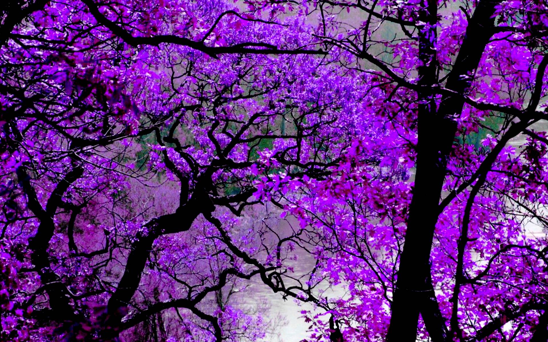 красивые картинки на телефон фиолетовый
