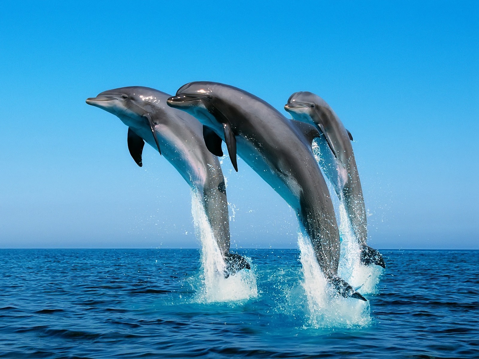 15135 Hintergrundbild herunterladen delfine, sea, tiere, wasser, blau - Bildschirmschoner und Bilder kostenlos