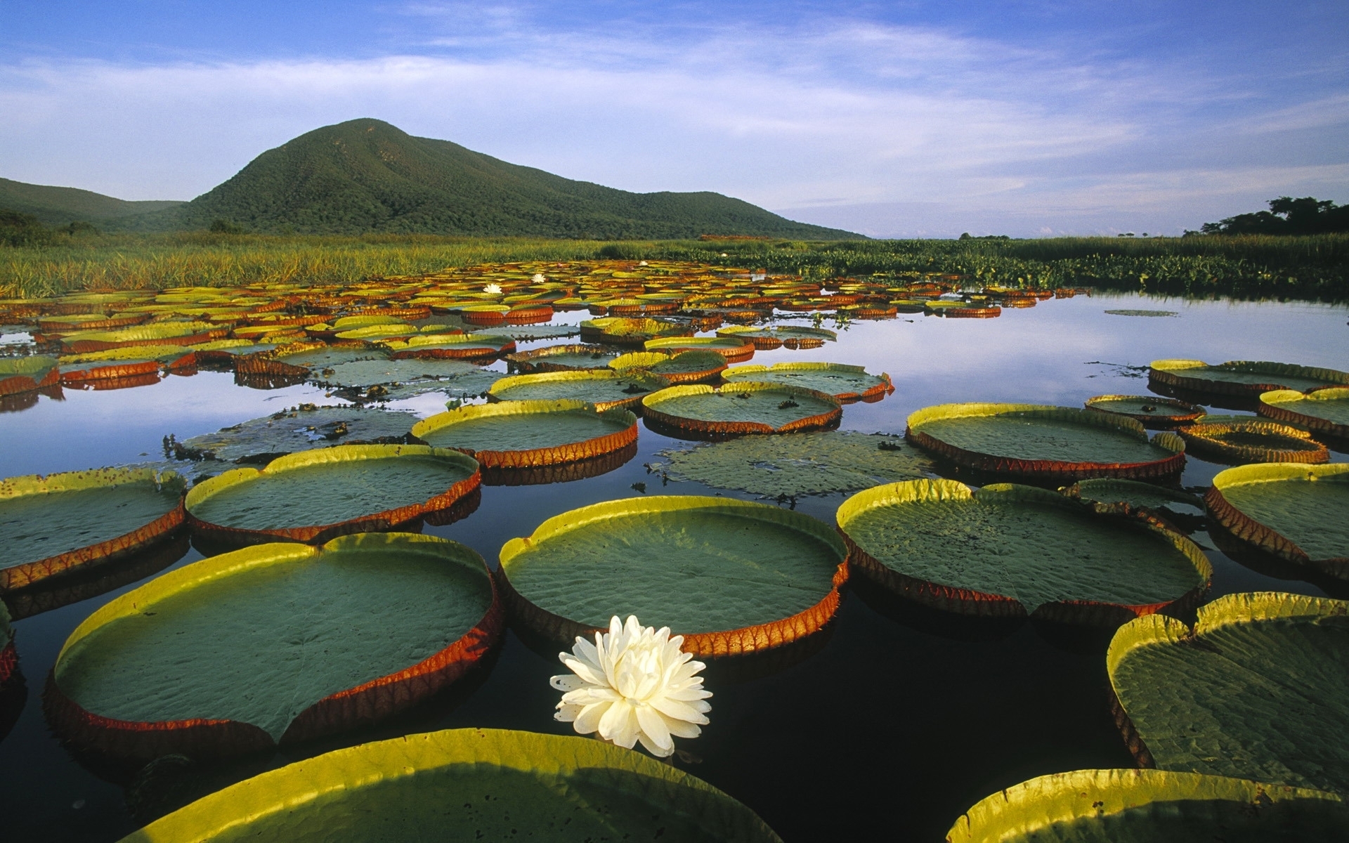 swamp, landscape, lilies