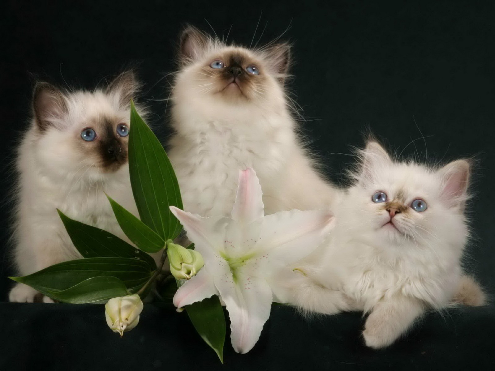 Котики и цветы