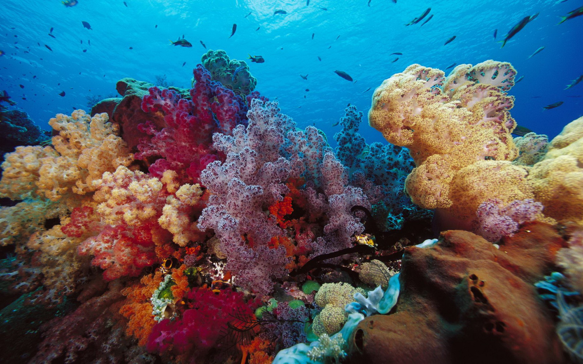 coral, animal, fish, nature, ocean, reef Aesthetic wallpaper