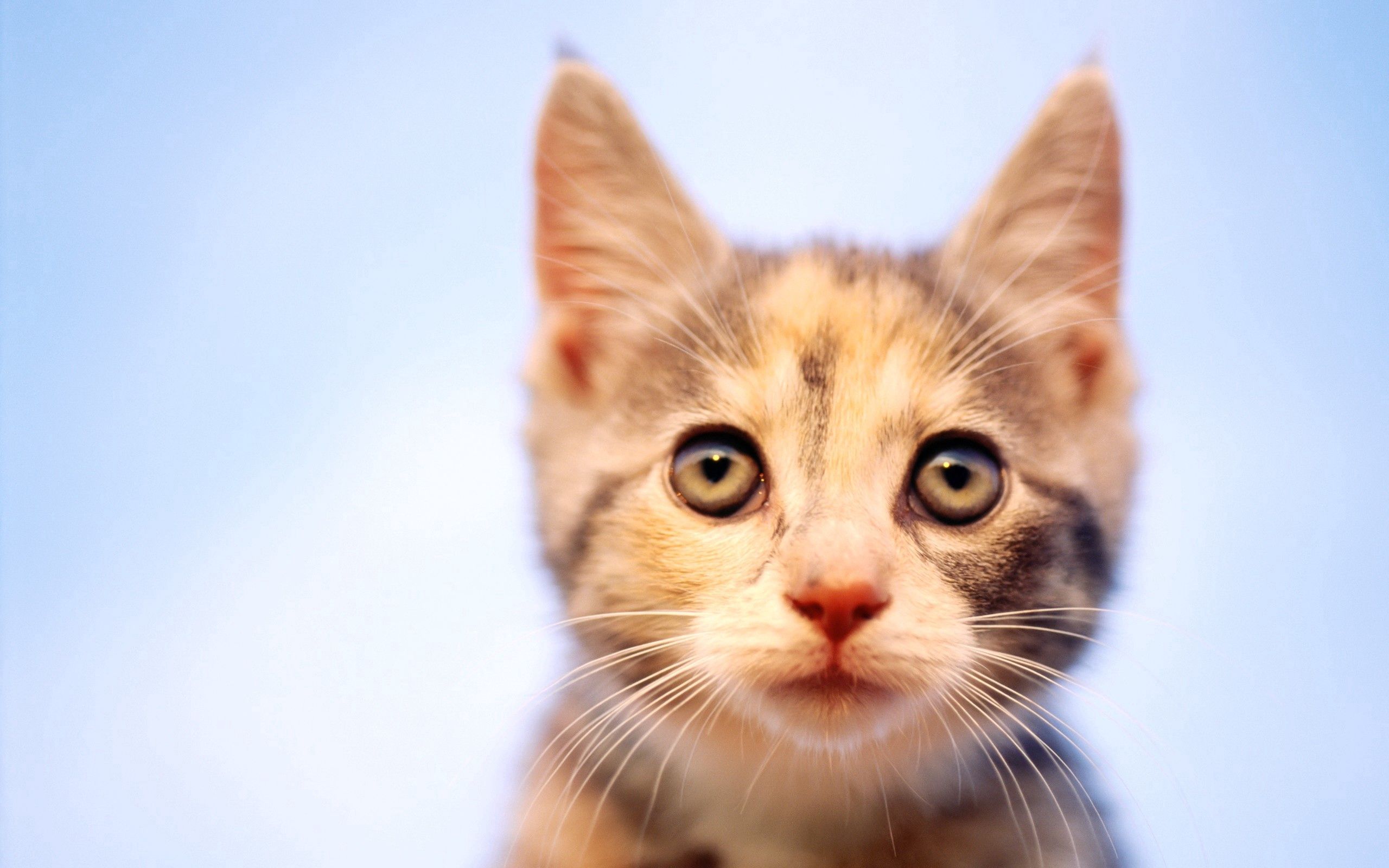 animals, kitty, kitten, muzzle, spotted, spotty, curiosity, observation Phone Background