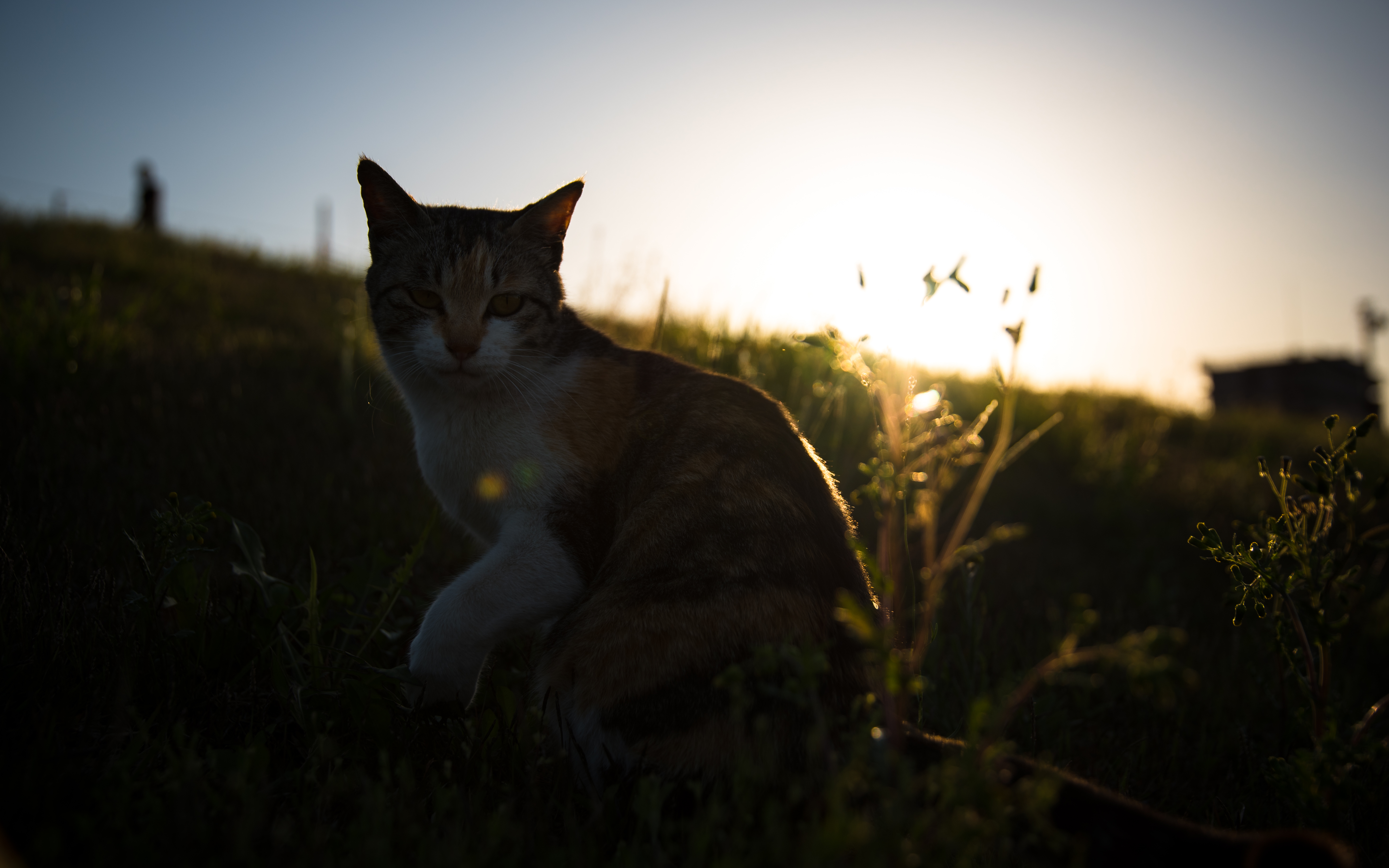 Download mobile wallpaper Spotted, Spotty, Grass, Pet, Animals, Cat for free.
