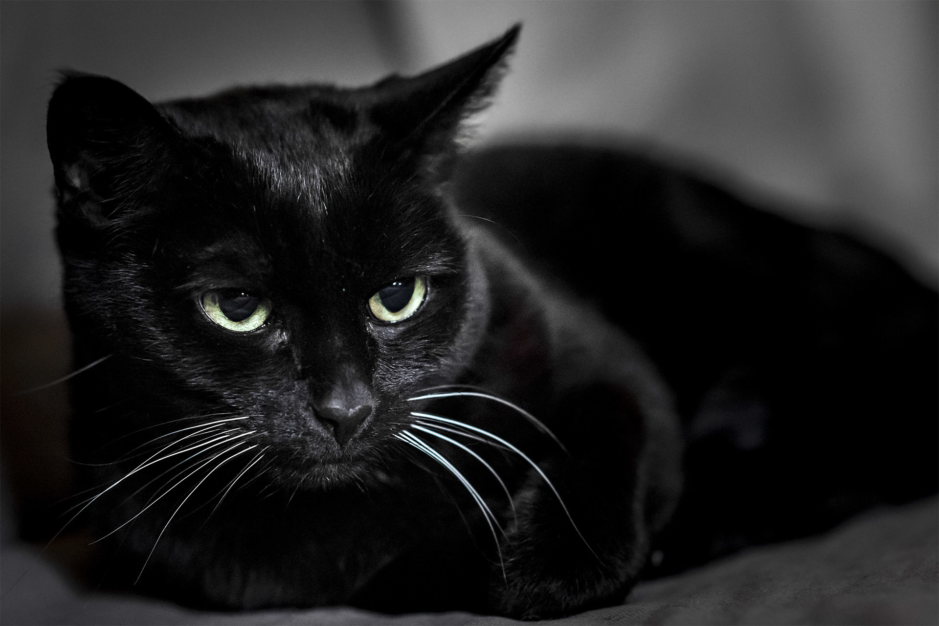 103503 завантажити шпалери чорний кіт, чорна кішка, заява, тварини, морда, погляд - заставки і картинки безкоштовно
