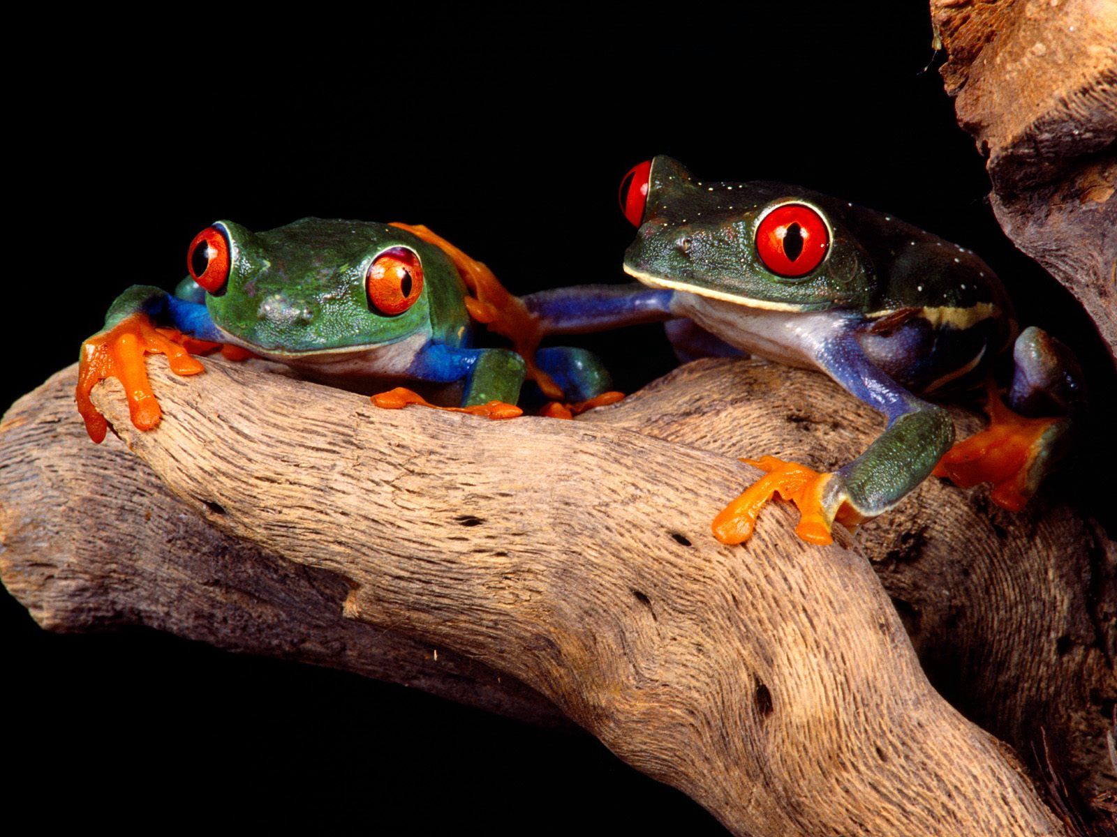 animals, frogs, wood, couple, pair, tree, unusual, climb, fancy