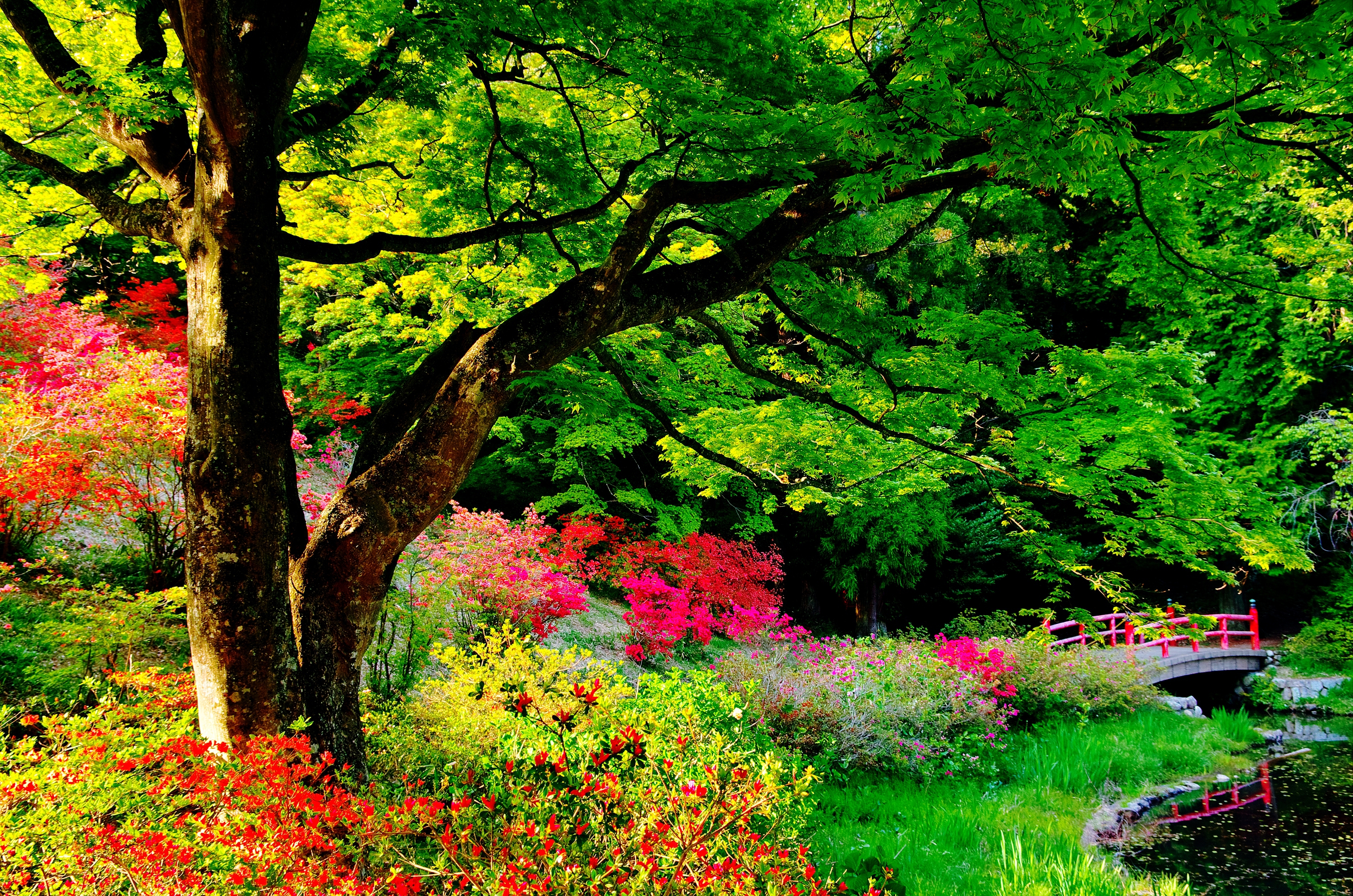 japanese garden, garden, tree, colorful, man made, bridge, flower, leaf, shrub