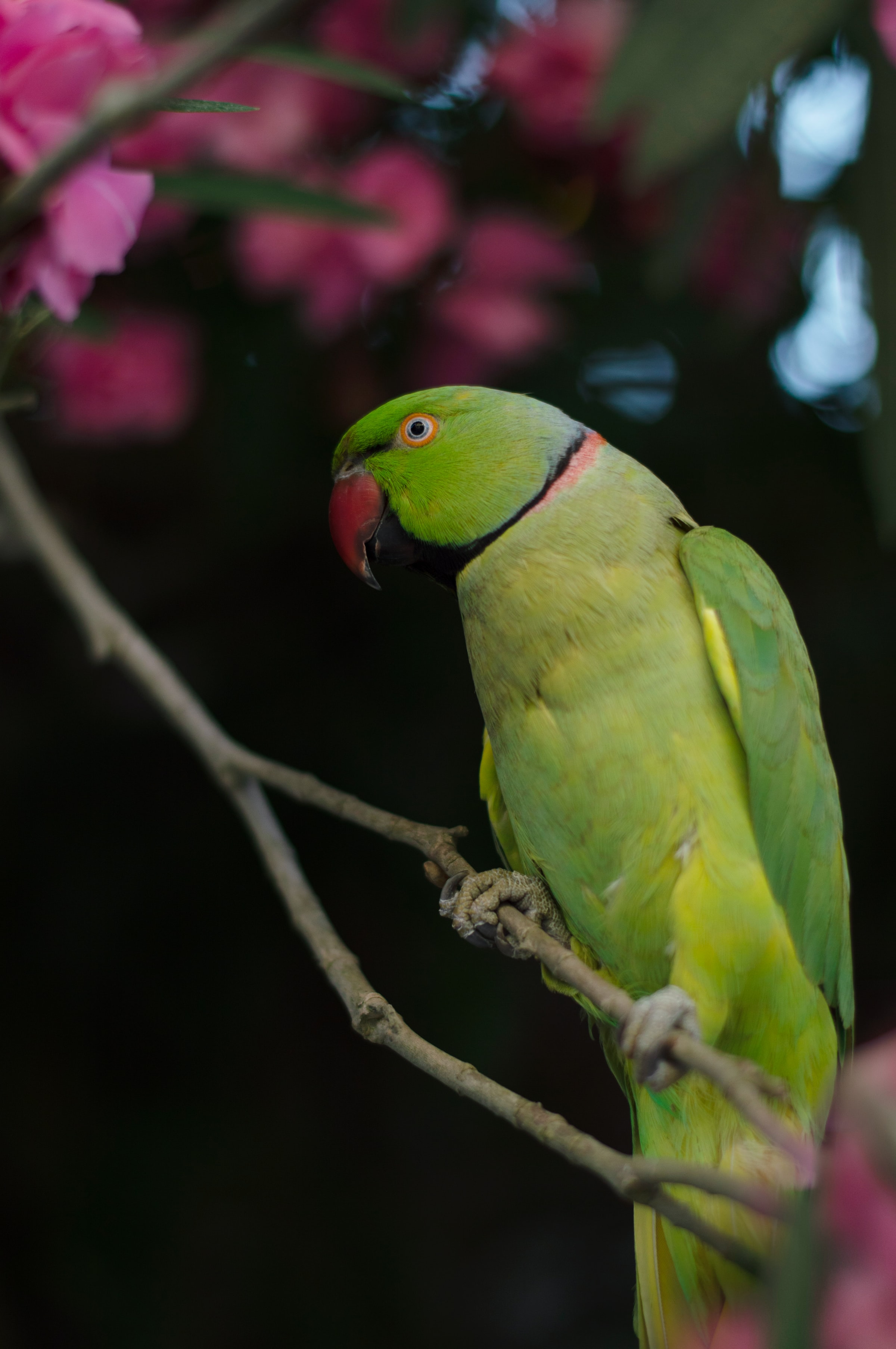 parrots, green, animals, bird, necklace parrot, burnt parrot 32K