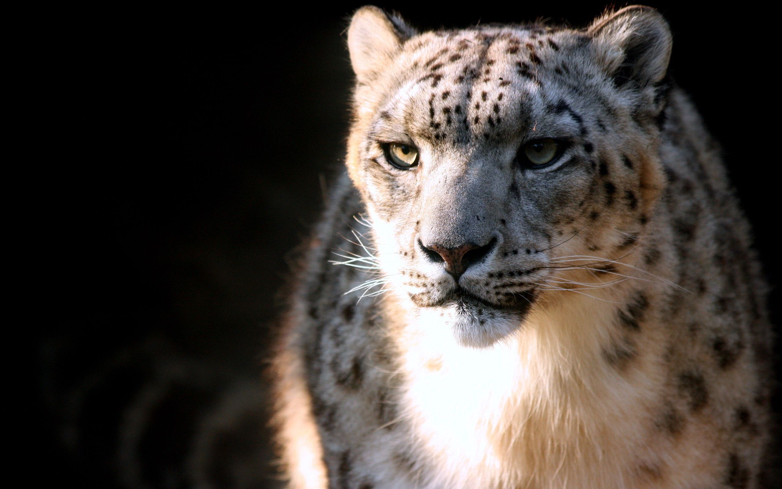 Download mobile wallpaper Muzzle, Predator, Animals, Big Cat, Snow Leopard for free.