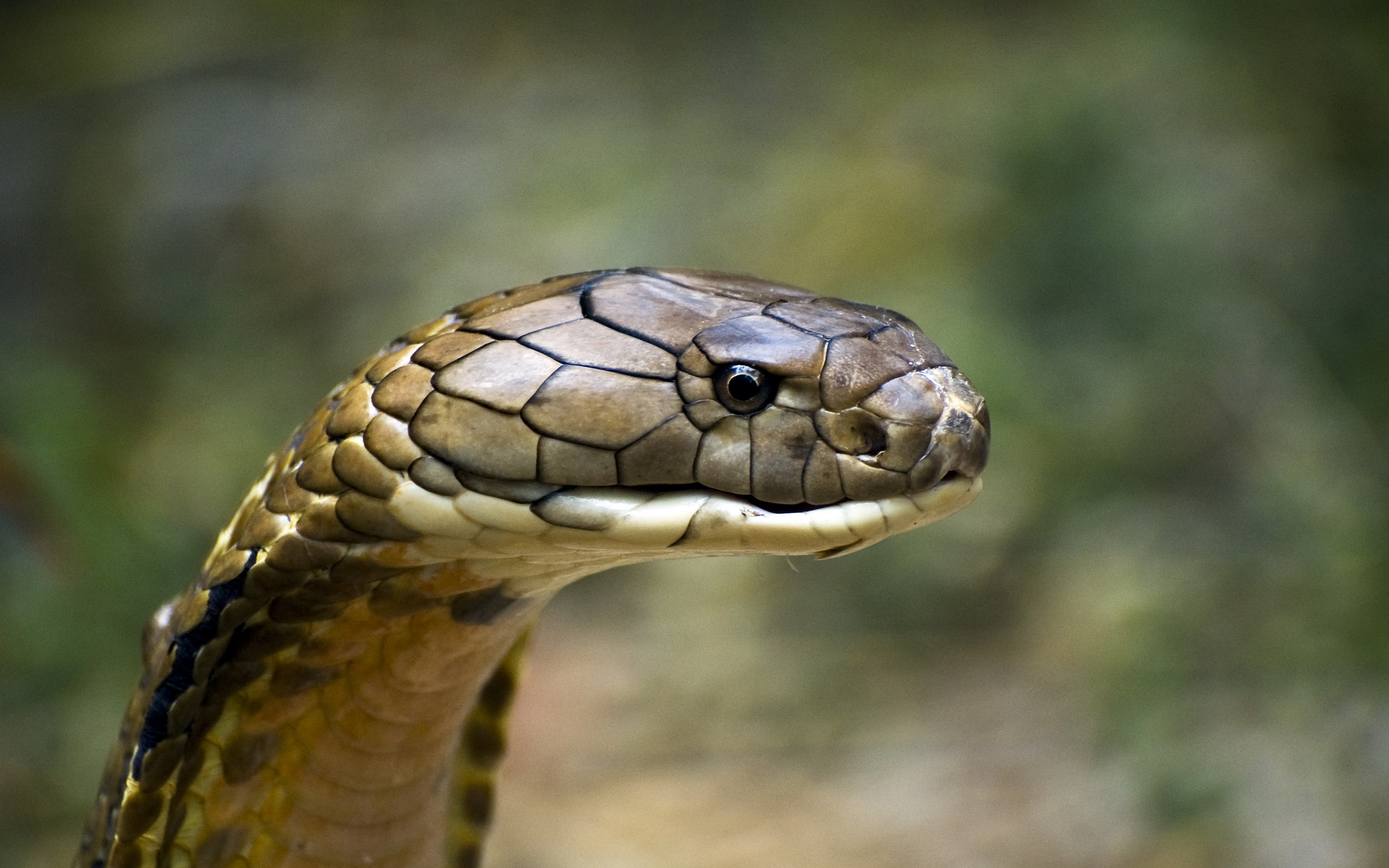 357256 Bild herunterladen tiere, königskobra, kobra, schlange, reptilien - Hintergrundbilder und Bildschirmschoner kostenlos