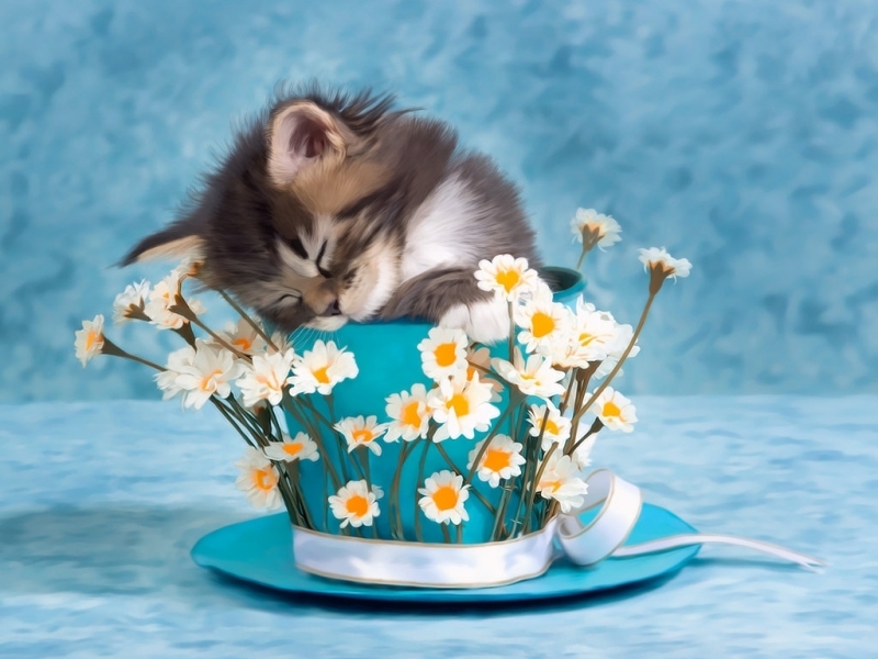 Handy-Wallpaper Katzen, Blumen, Tiere kostenlos herunterladen.