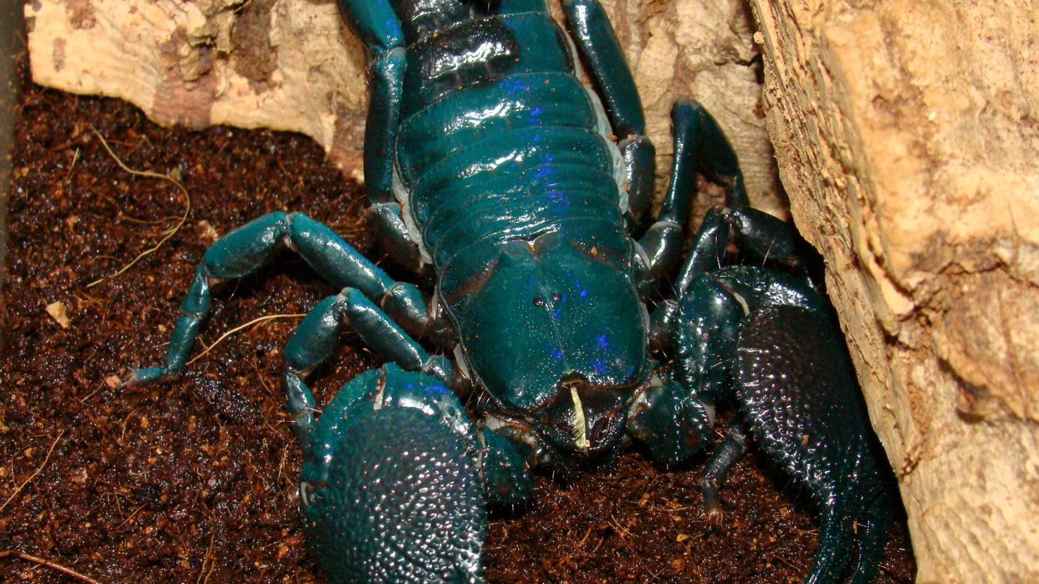 Animals scorpions. Голубой Императорский Скорпион. Андроктонус Южный. Heterometrus cyaneus. Скорпион азиатский голубой Лесной (Heterometrus cyaneus) 5607.