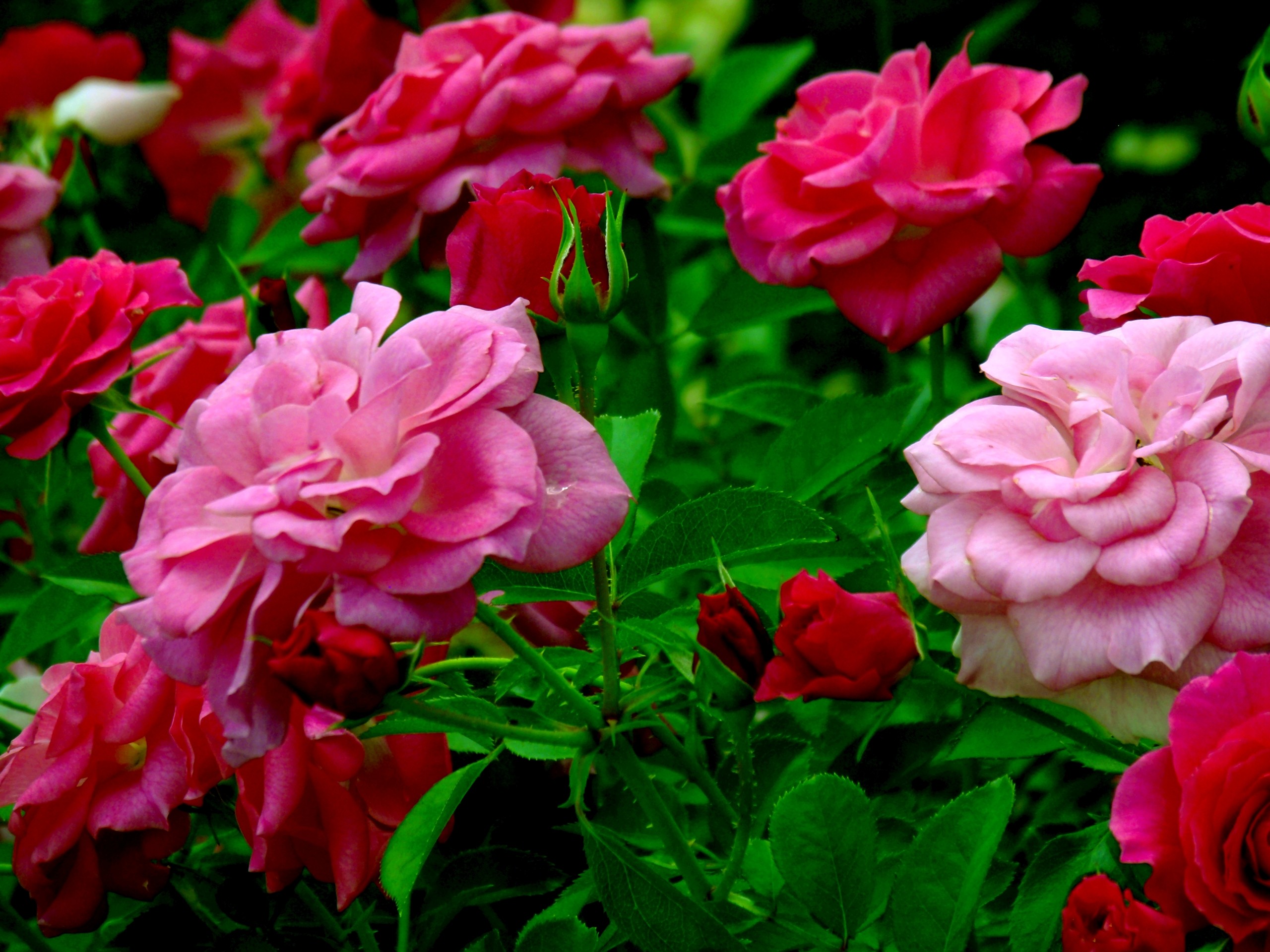 376554 Hintergrundbild herunterladen erde/natur, rosenstrauch, blume, pinke blume, rose, stengel, blumen - Bildschirmschoner und Bilder kostenlos