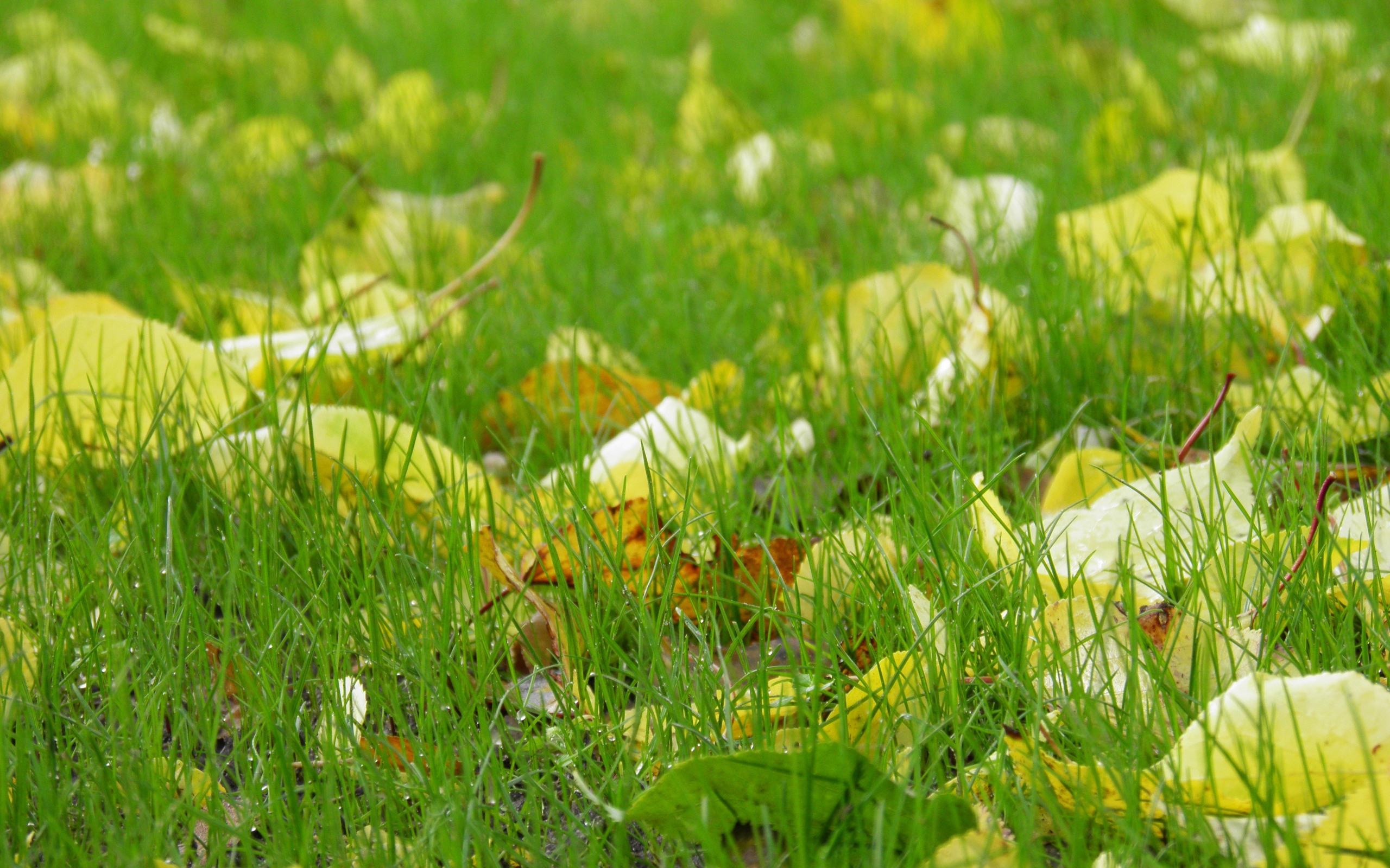 Download mobile wallpaper Grass, Plants, Leaves for free.