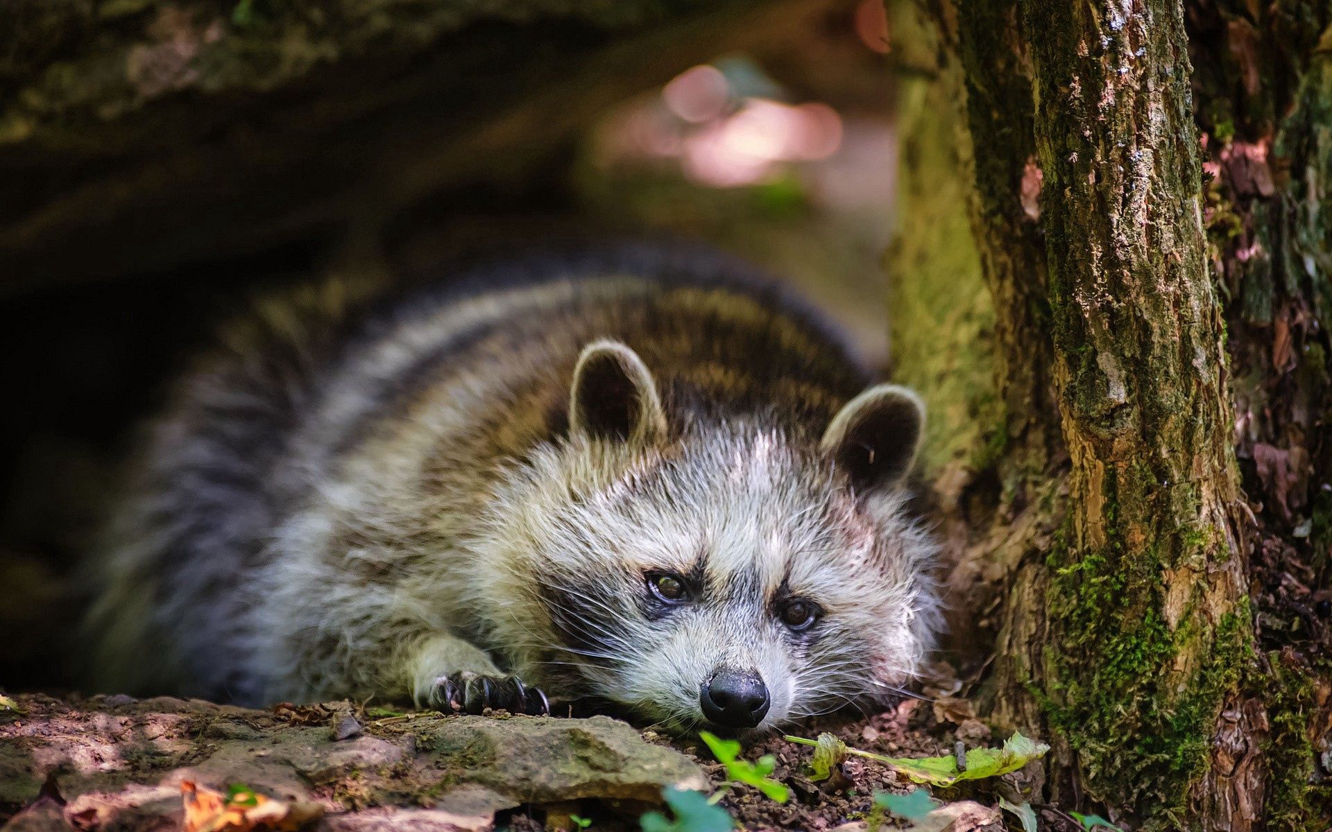 Download mobile wallpaper Lie, Grass, To Lie Down, Animals, Leaves, Raccoon for free.