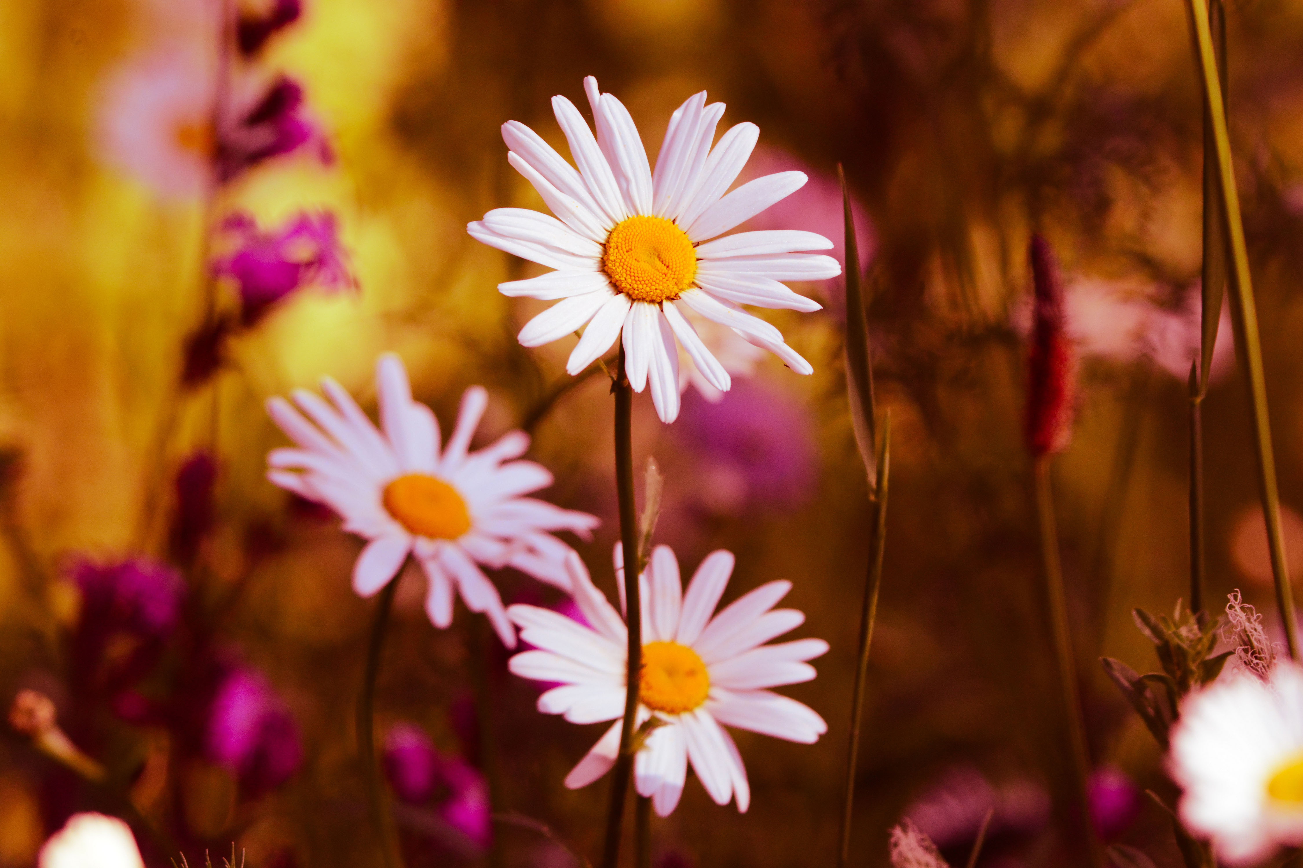 Daisies Photos, Download The BEST Free Daisies Stock Photos & HD