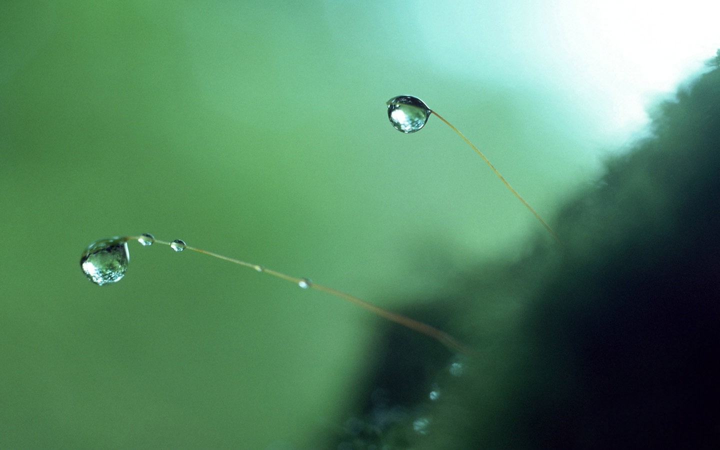 drops, objects, green Panoramic Wallpaper