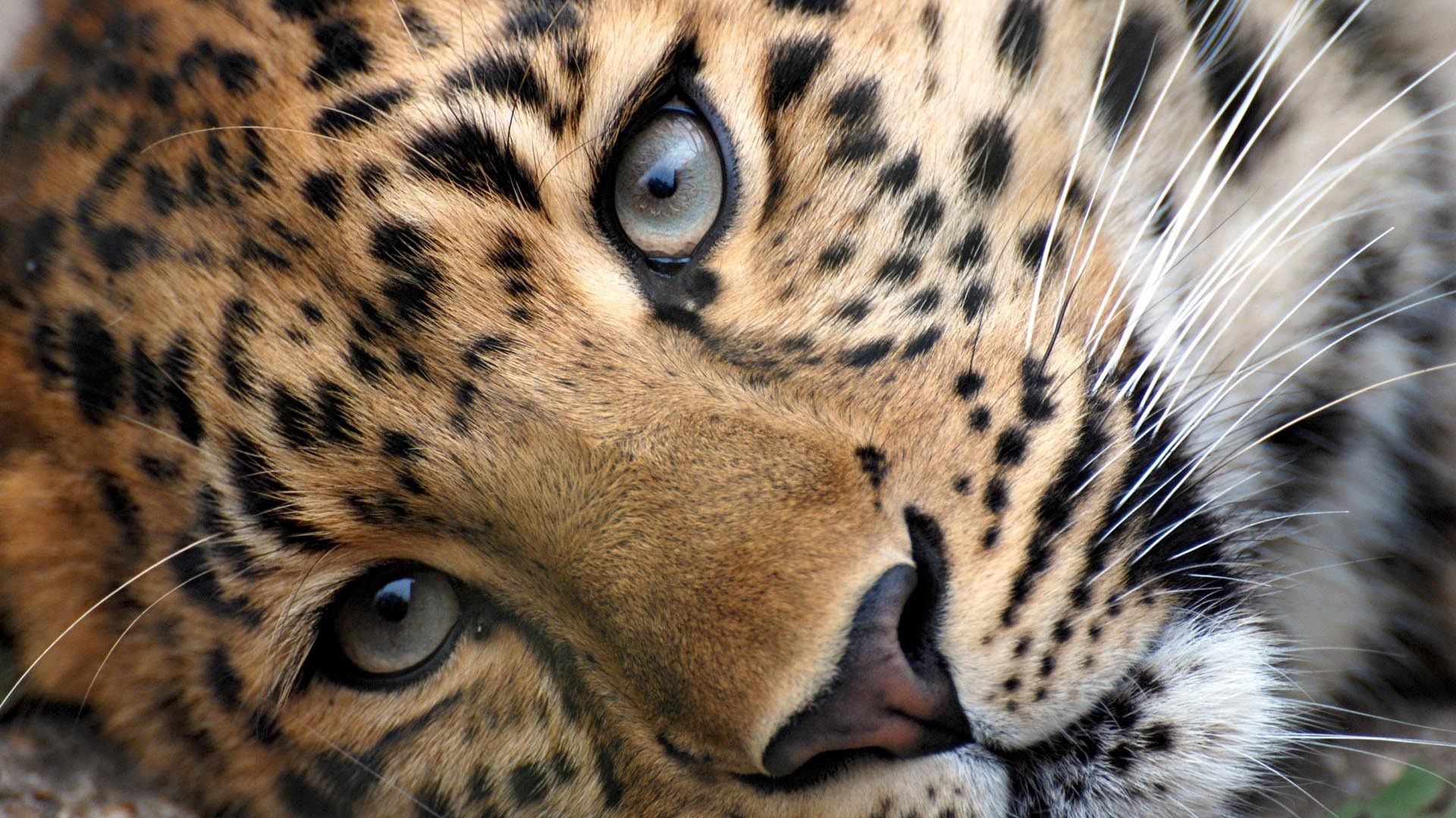 Download mobile wallpaper Spotty, Spotted, Sight, Opinion, Animals, Muzzle, Leopard for free.