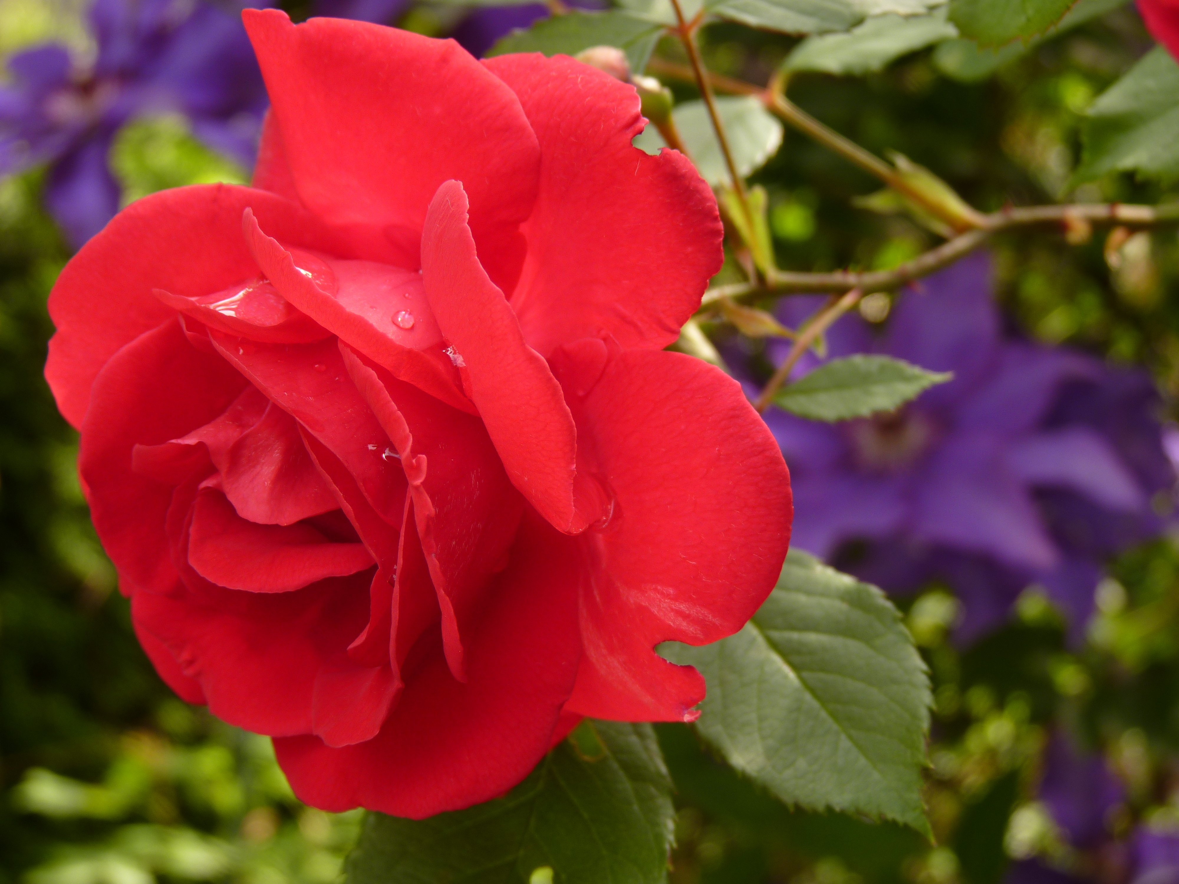 Free download wallpaper Flowers, Rose, Bud, Drops, Rose Flower, Petals on your PC desktop