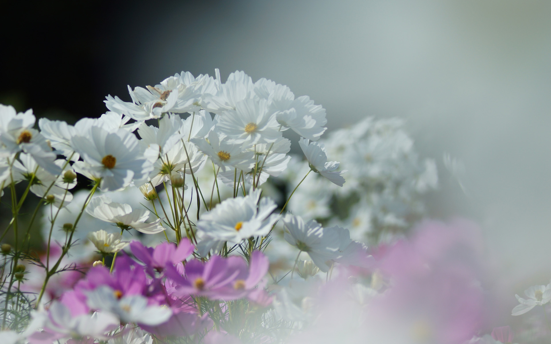 Нежный белый цветок полевой