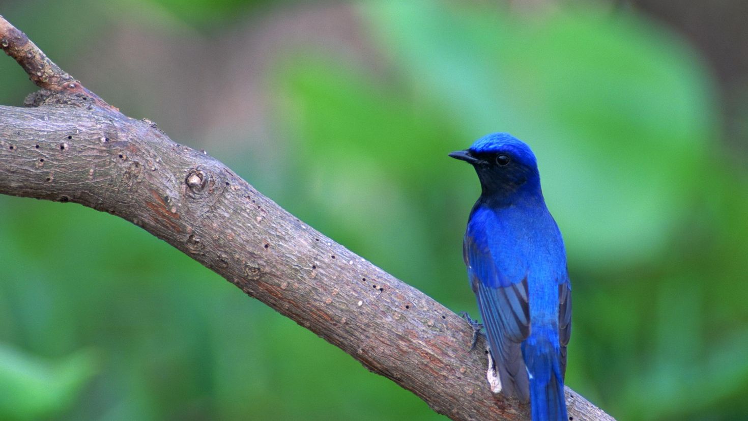Синяя птица под. «Синие и красные птицы» (Комарова, с.74). Синяя птица. Красивые птицы. Синяя птичка.
