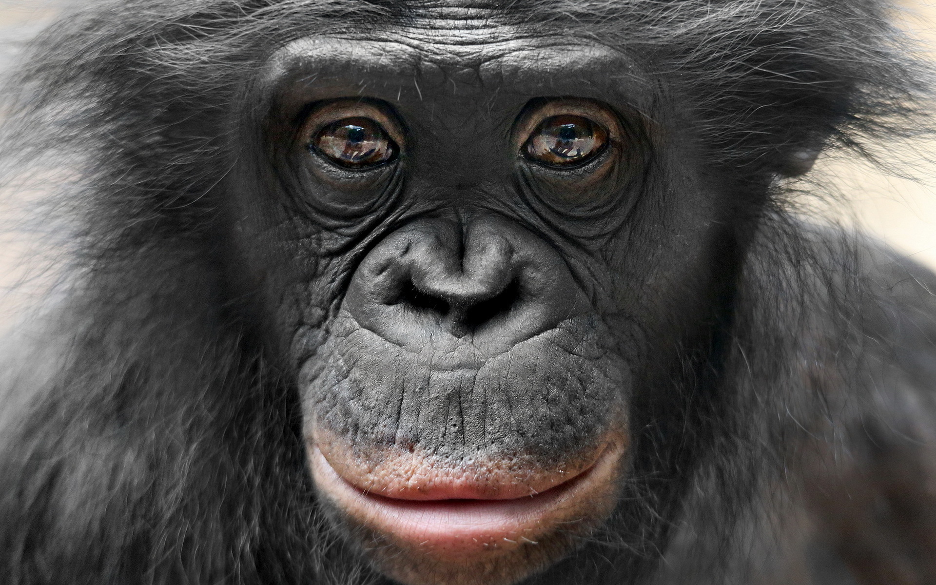 296160 baixar papel de parede animais, bonobo, macaco, macacos - protetores de tela e imagens gratuitamente