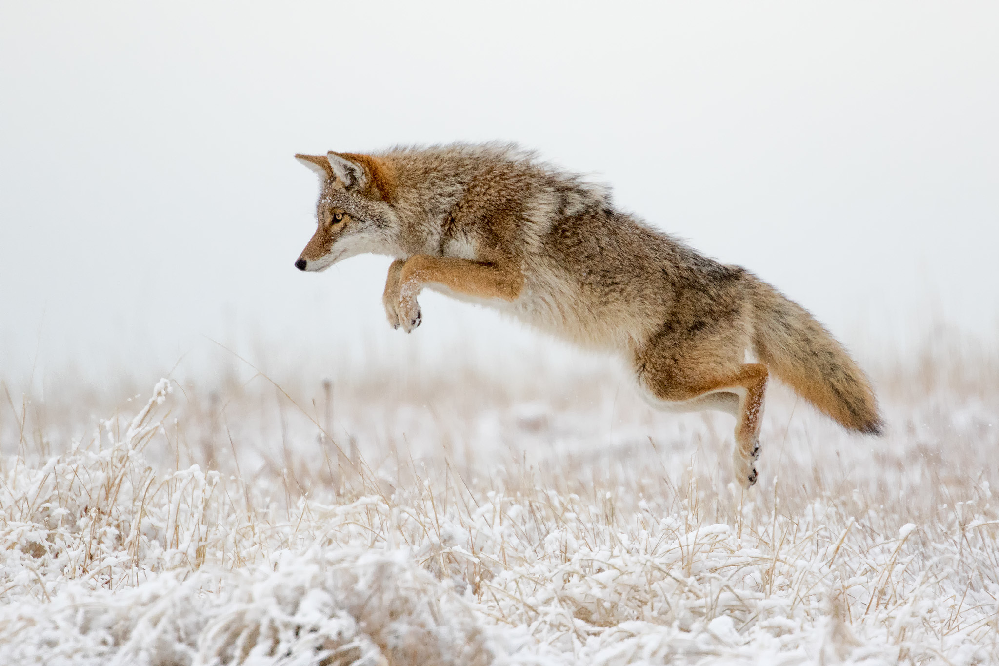 animal, coyote, jump, snow, winter HD wallpaper