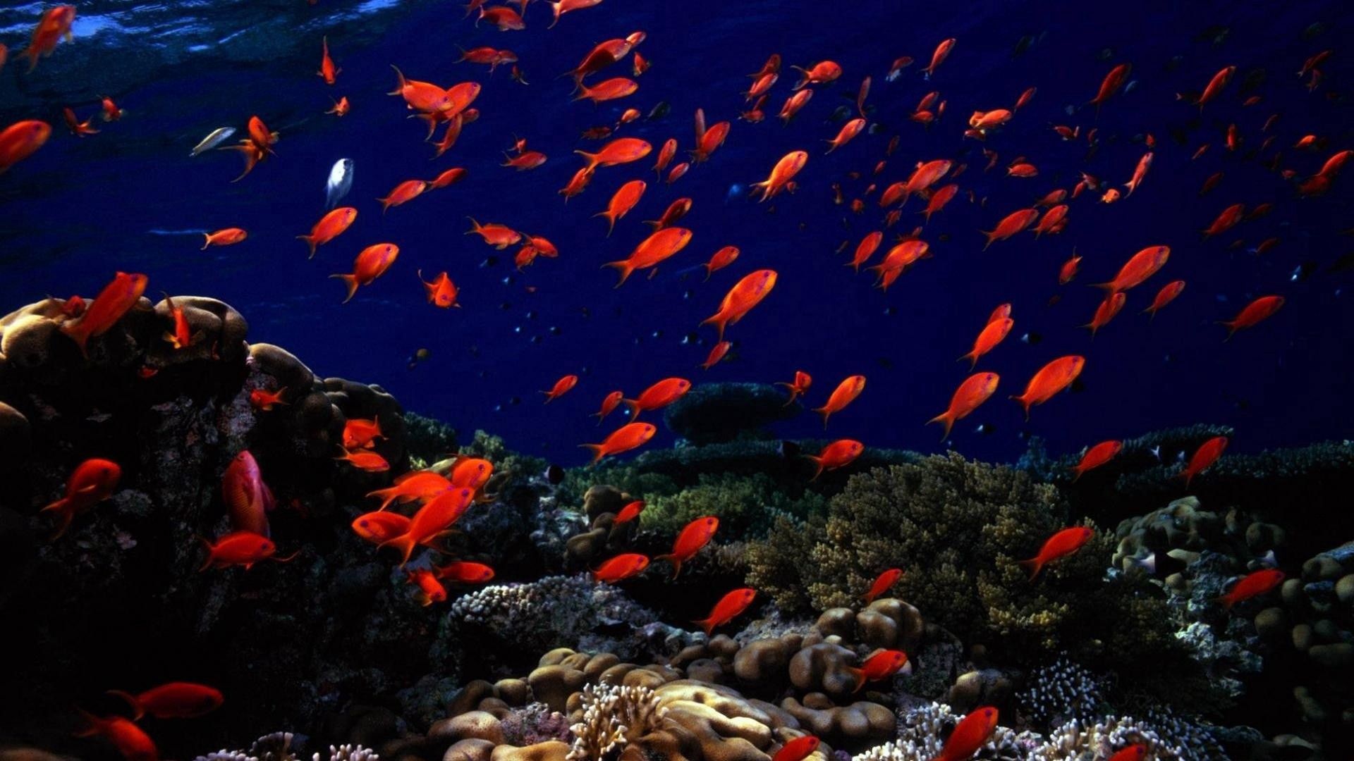 118241 télécharger le fond d'écran fond marin, poissons, fond de la mer, animaux, monde sous marin - économiseurs d'écran et images gratuitement