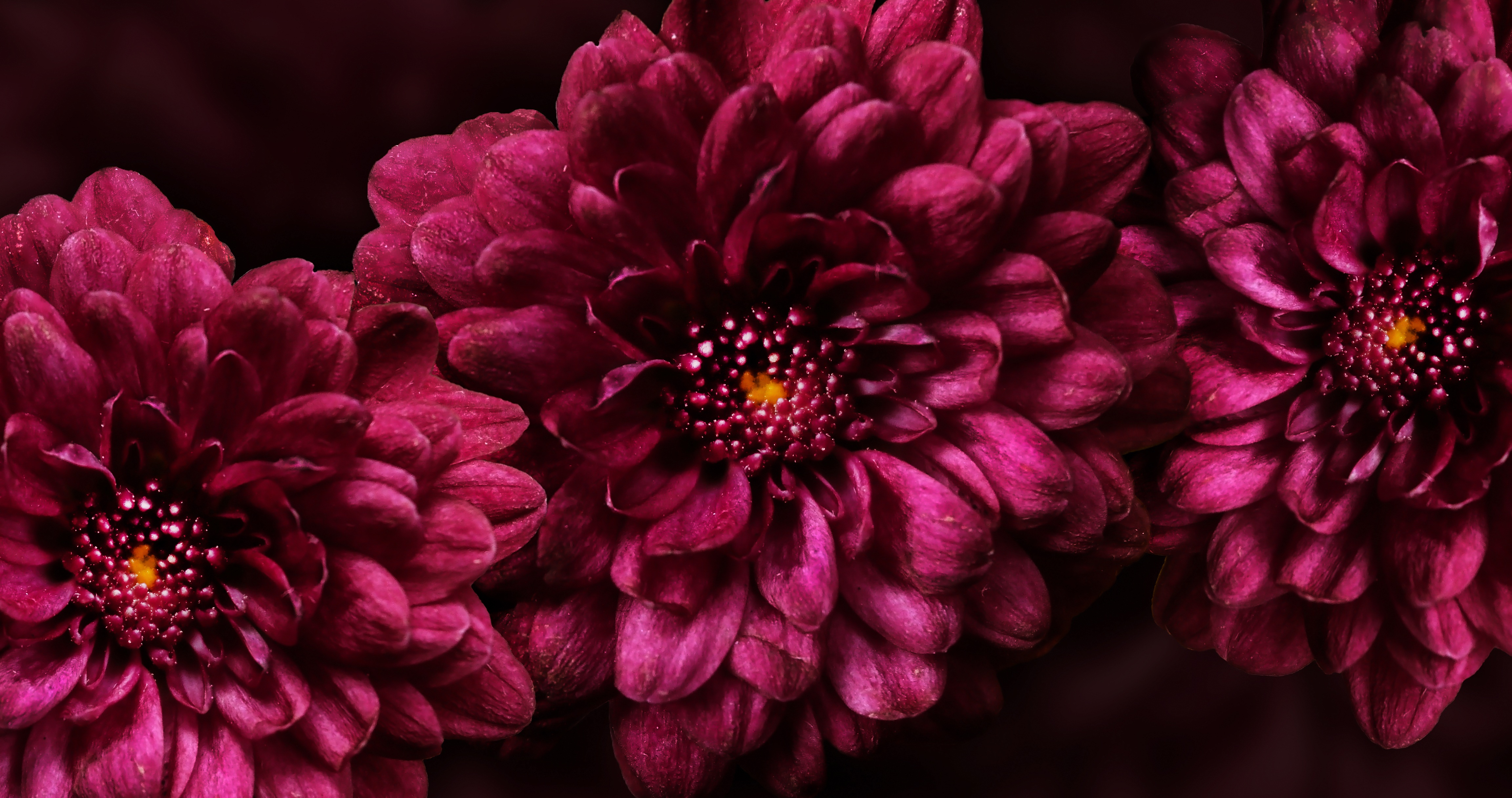 Free download wallpaper Flowers, Petals, Buds, Dark, Flower on your PC desktop