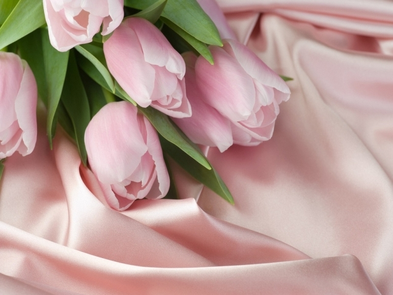 45362 baixar papel de parede plantas, flores, tulipas, vermelho - protetores de tela e imagens gratuitamente