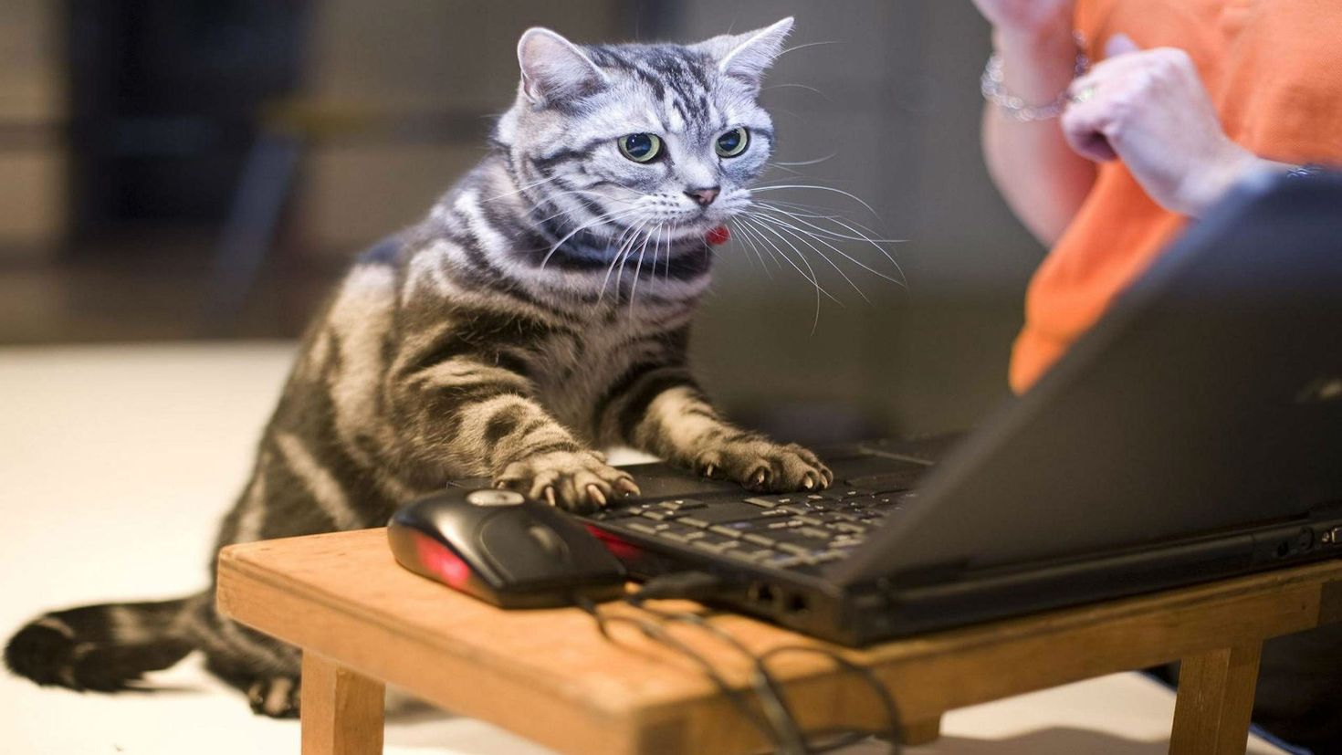 Кот за компьютером арт
