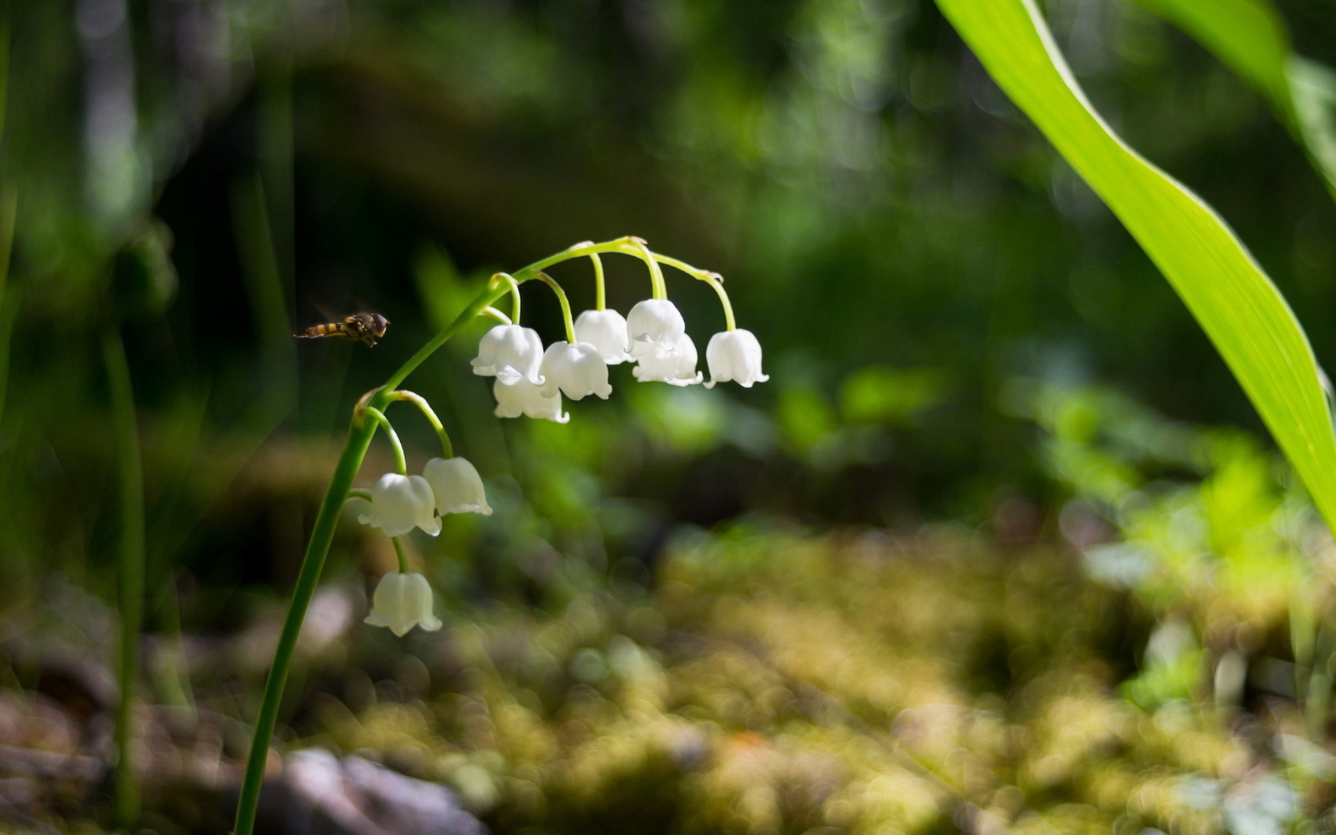 lily of the valley, earth, flower, flowers