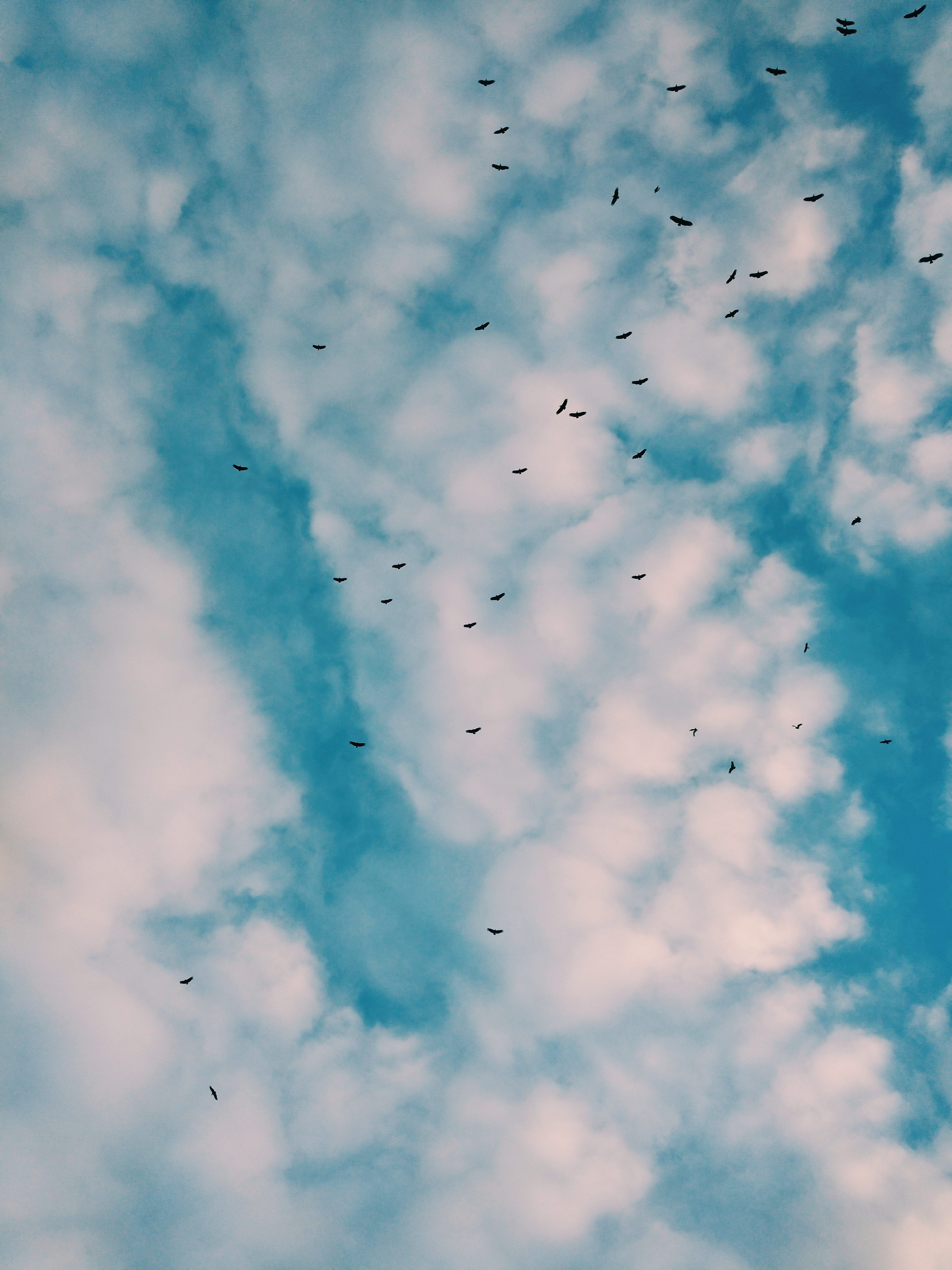 Download mobile wallpaper Clouds, Flock, Nature, Sky, Birds for free.