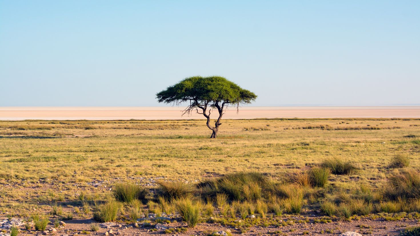 Саванны и редколесья занимают обширные равнины африки