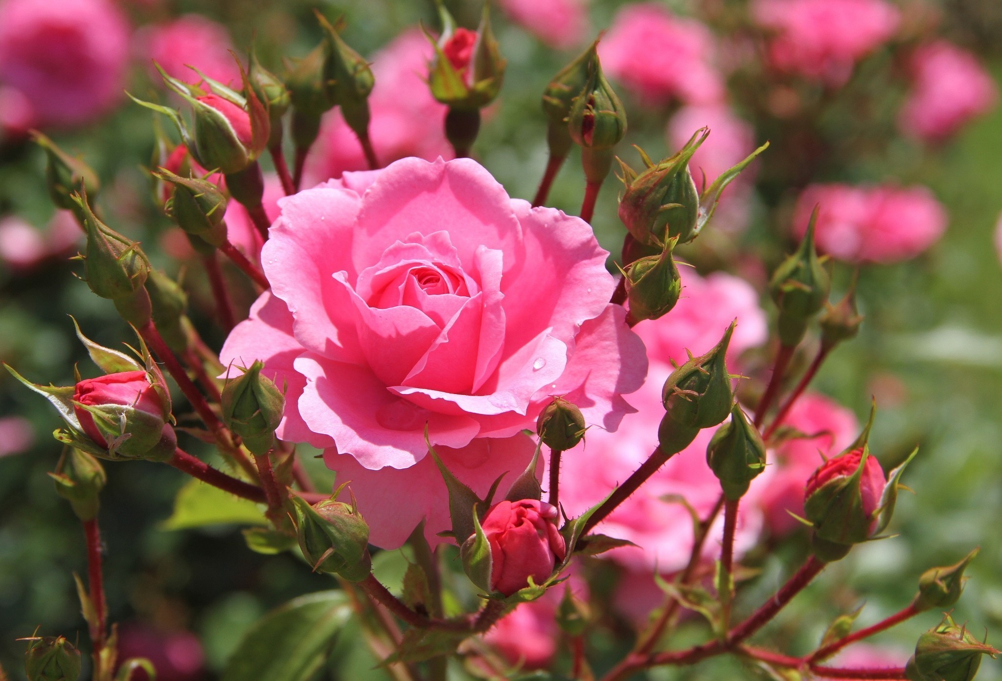 pink rose, nature, flowers, bud, earth, rose, flower, rose bush 8K