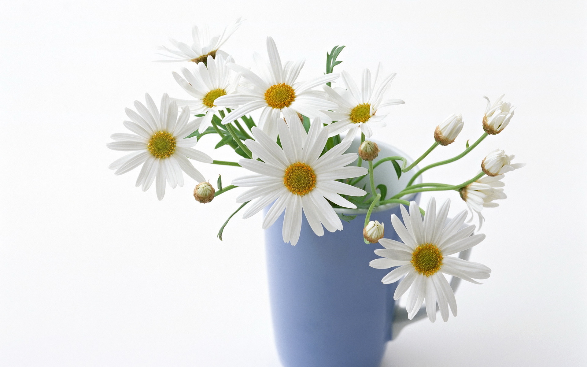 plants, bouquets, flowers, cups, camomile Full HD