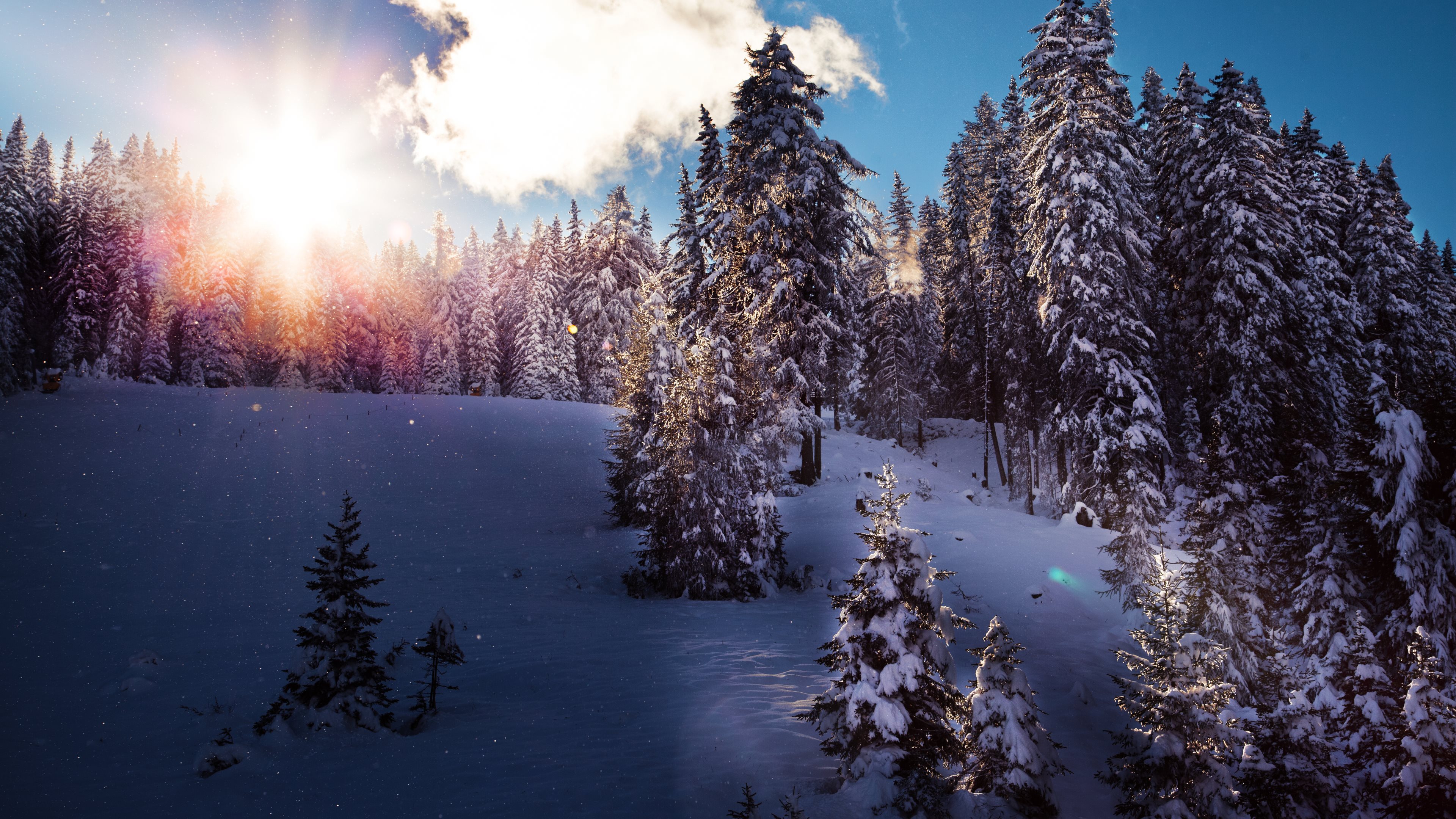 winter, sunbeam, earth, forest, snow Full HD