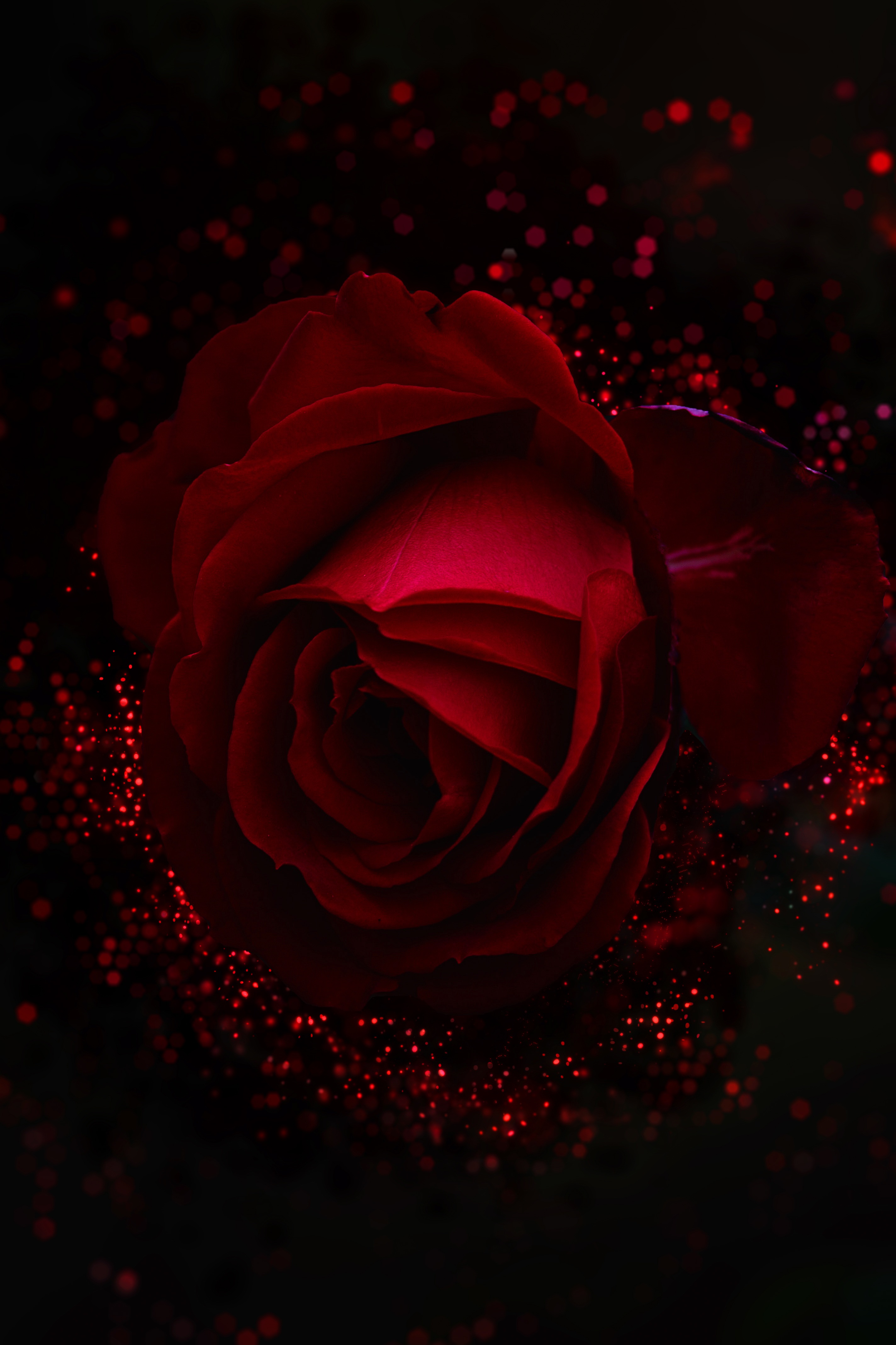 Mobile wallpaper shine, brilliance, flowers, red, glare, rose flower, rose, bud