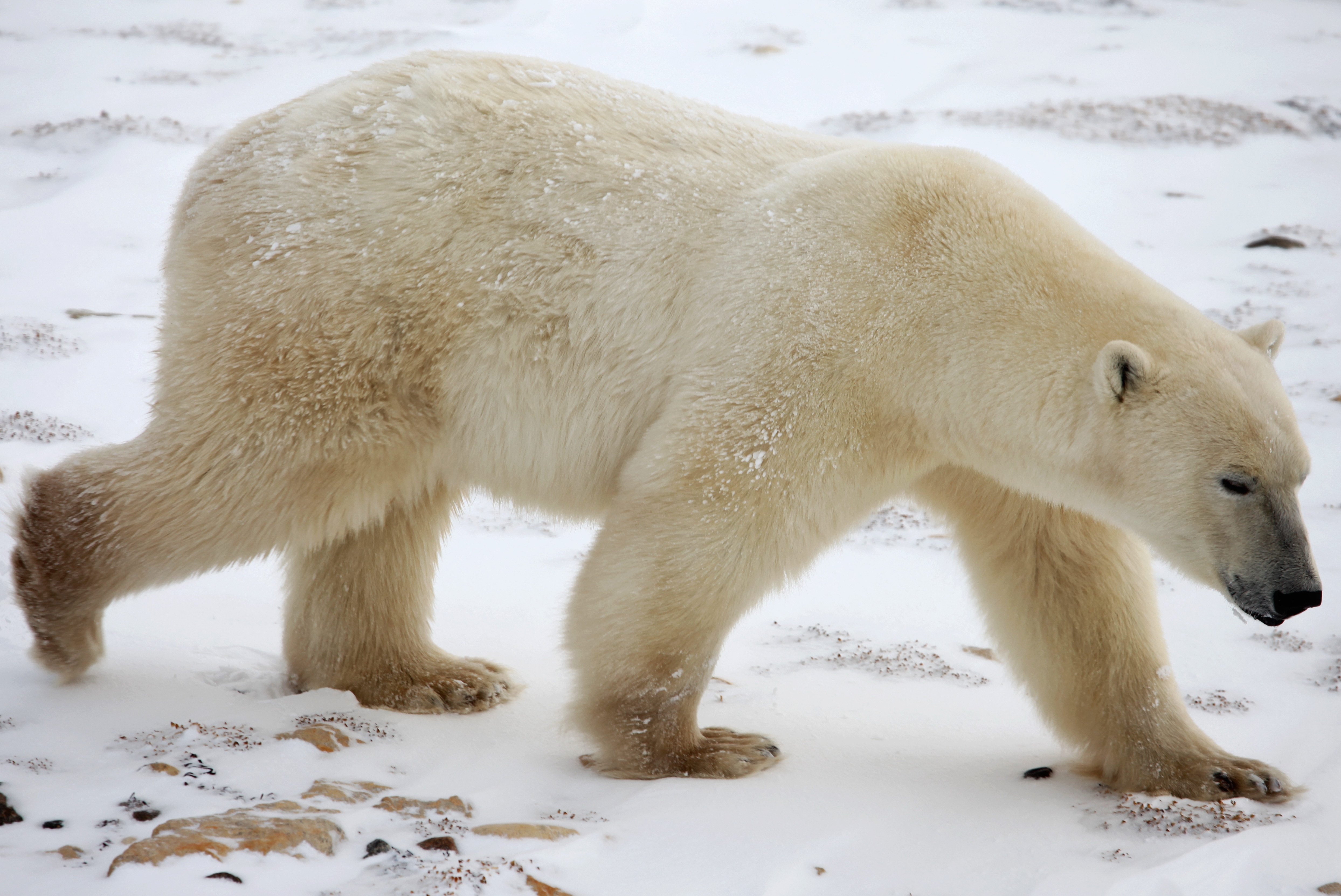 Download mobile wallpaper Snow, Animals, Polar Bear, Winter for free.
