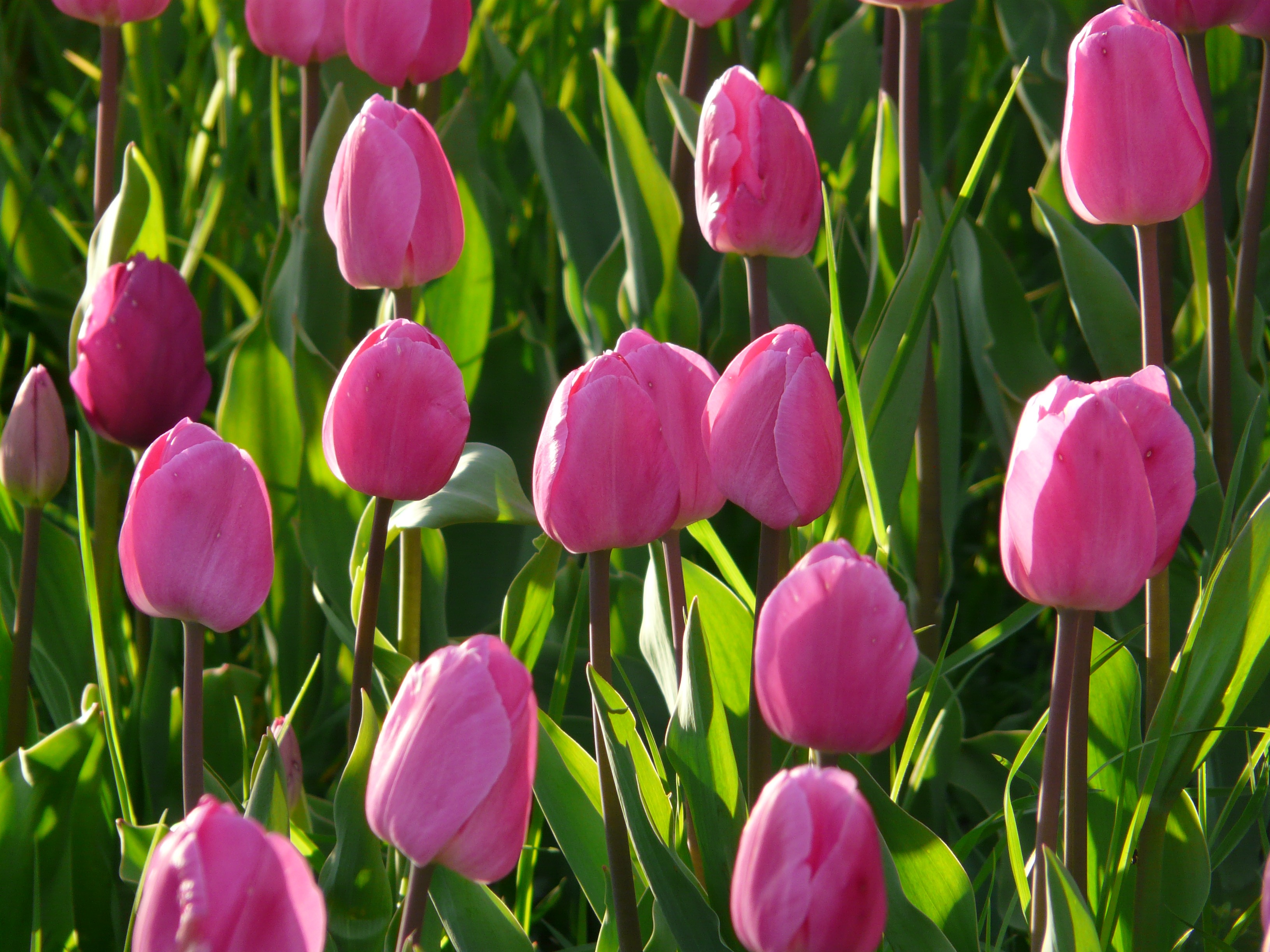 Mobile wallpaper tulips, flower bed, flowers, pink, flowerbed