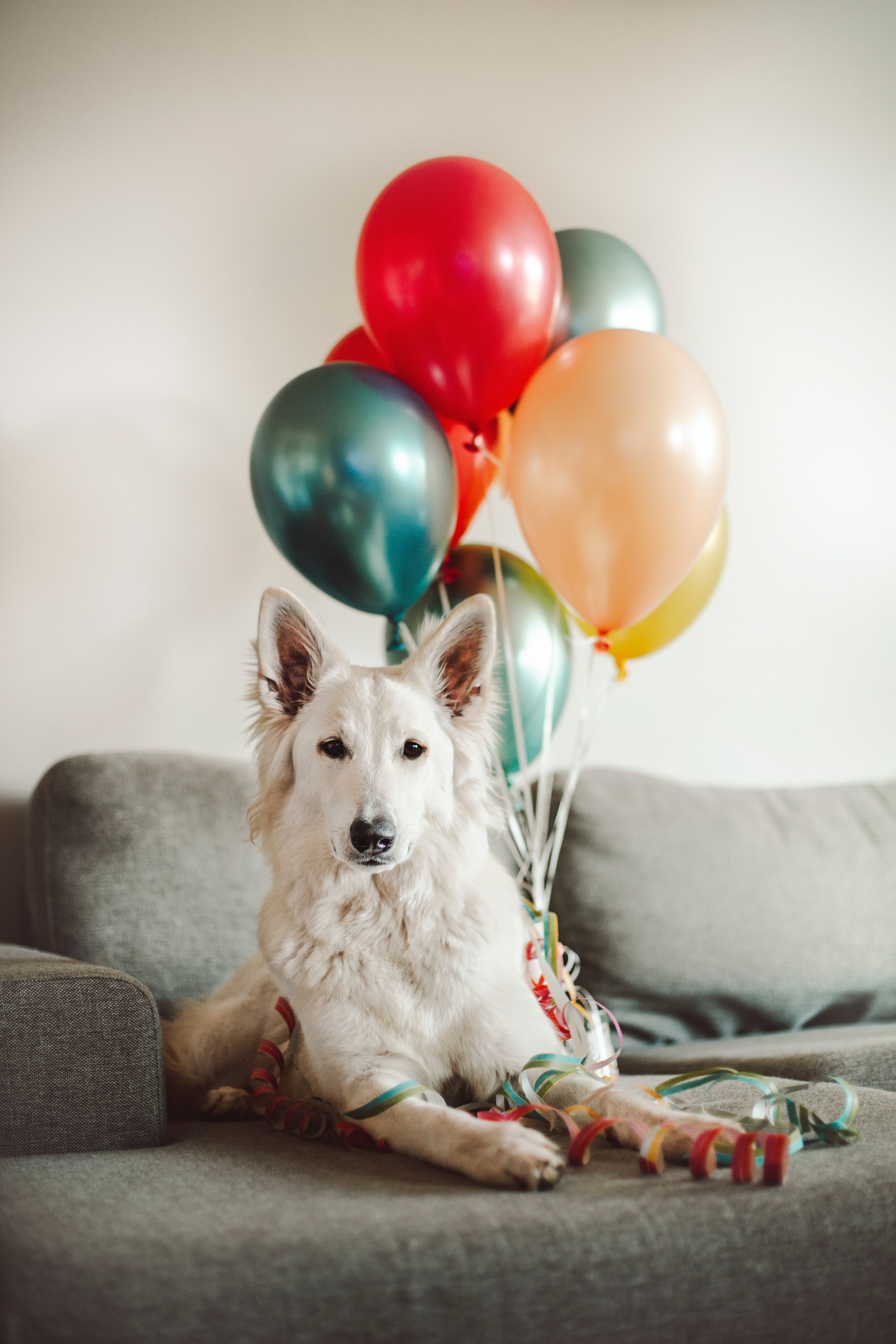 animals, balloons, white, dog, nice, sweetheart wallpaper for mobile