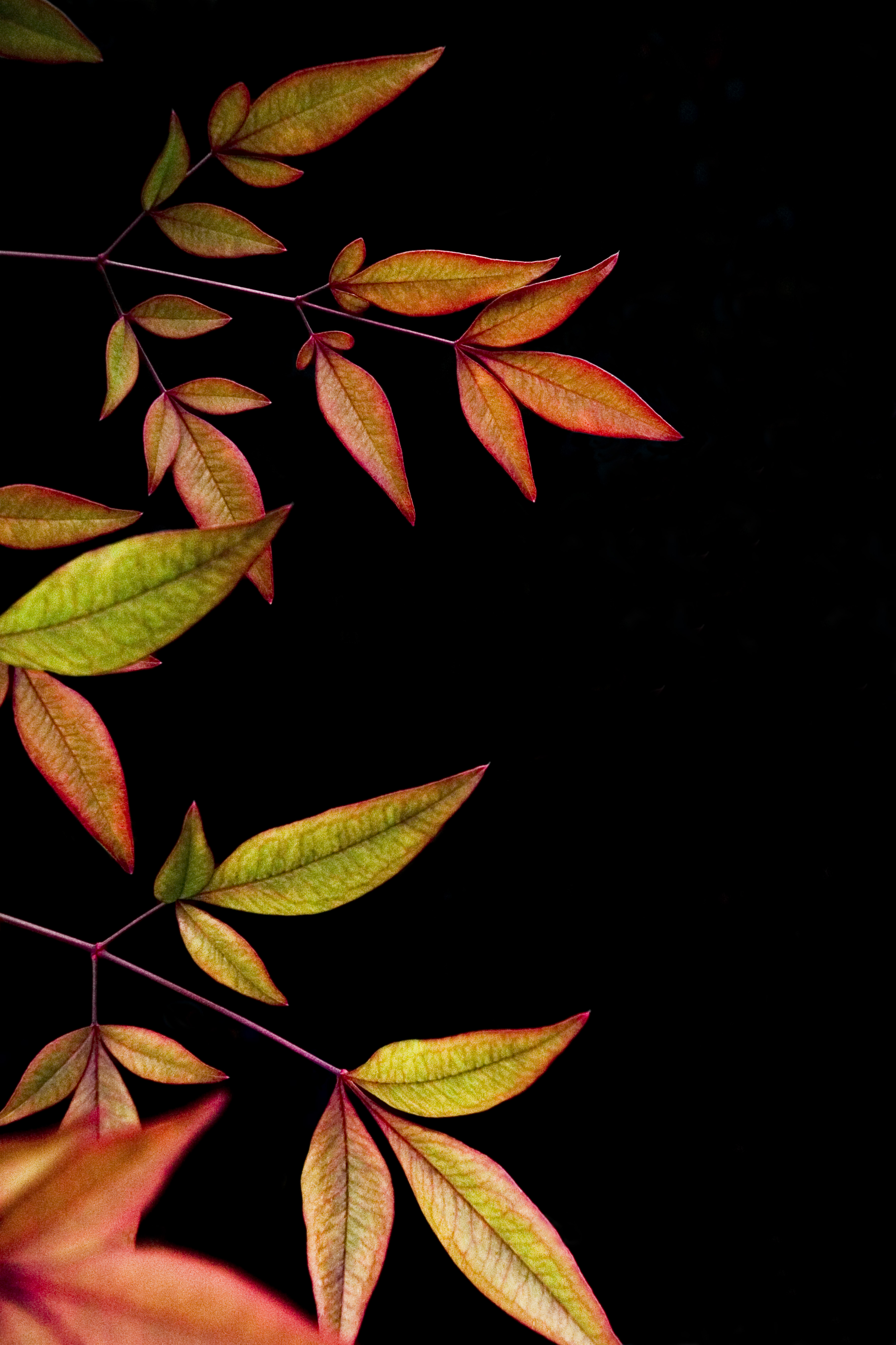 dark, leaves, black background, branch UHD